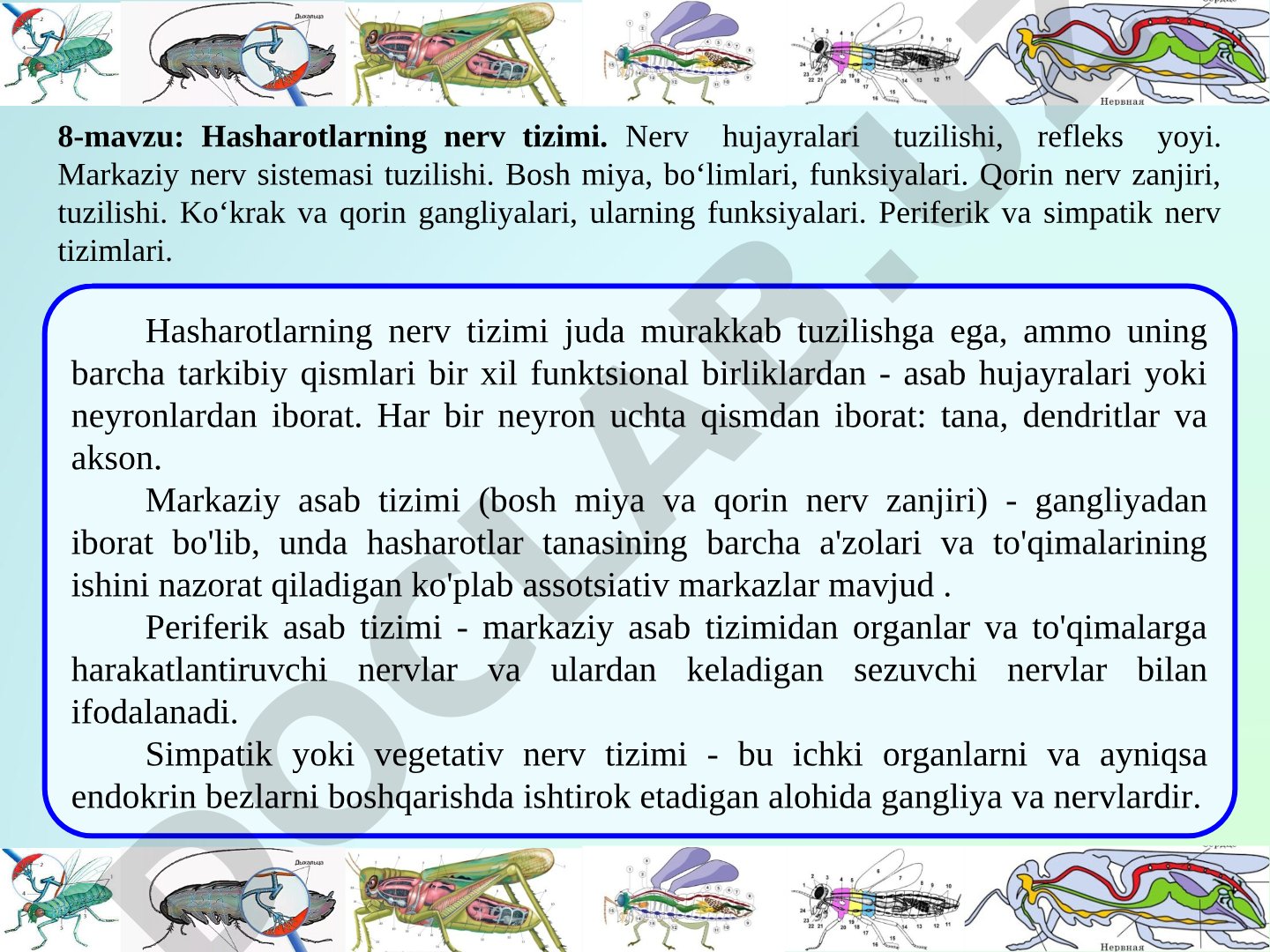 Nerv hujayralari tuzilishi, refleks yoyi, markaziy va periferik nerv sistemasi, bosh miya