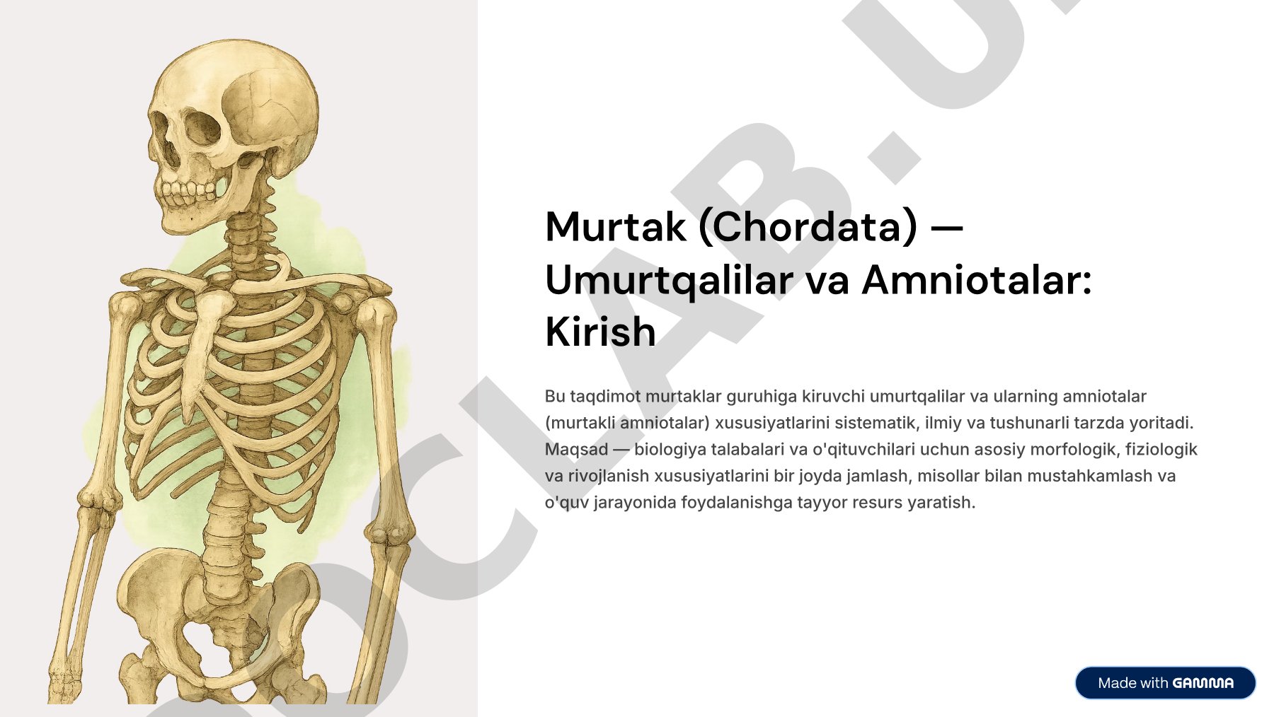 Murtak (Chordata) — Umurtqalilar va Amniotalar: Kirish