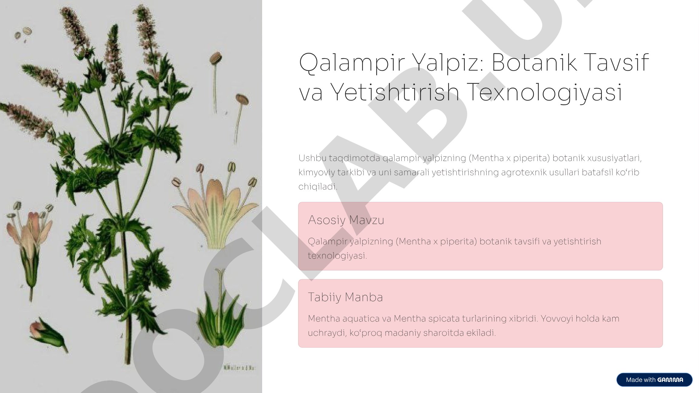 Qalampir yalpizning (Mentha x piperita) botanik tavsifi va yetishtirish texnologiyasi