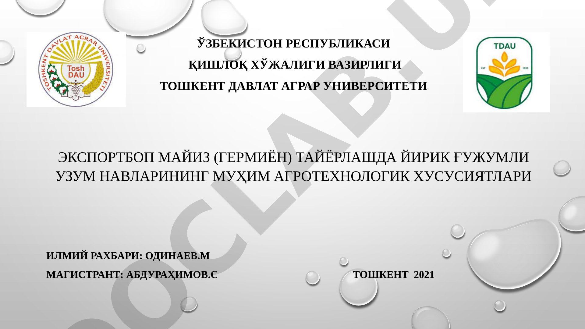 Экспортбоп майиз (гермиён) тайёрлашда йирик ғужумли узум навларининг муҳим агротехнологик хусусиятлари