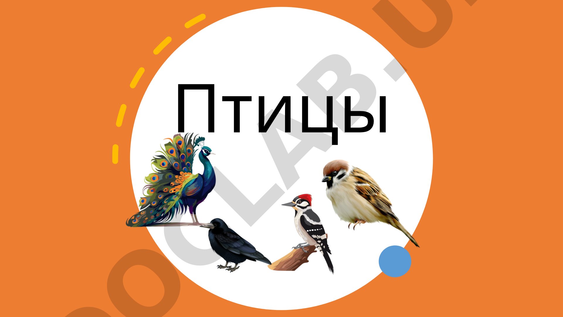 Птицы: описание и особенности