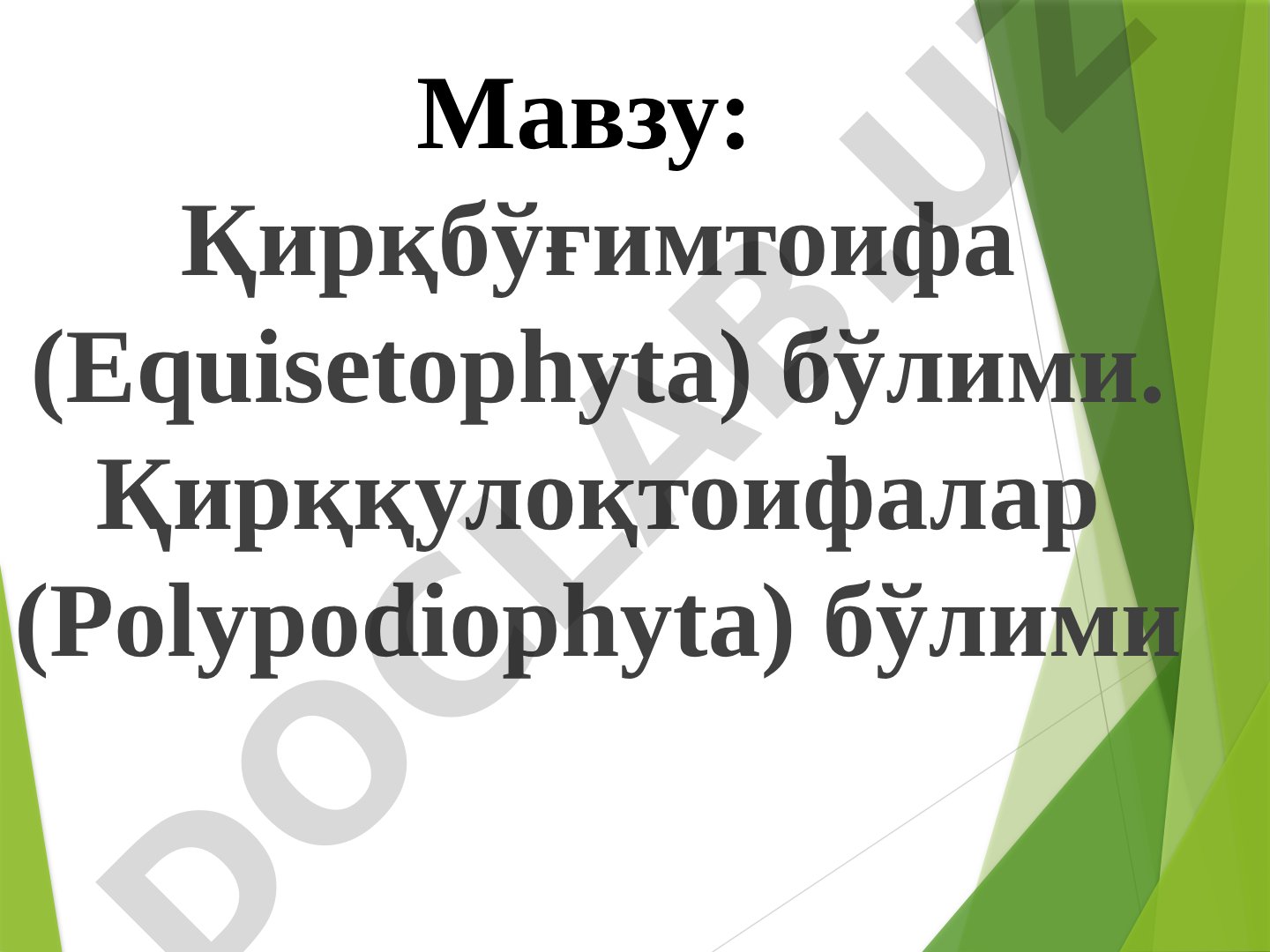 Қирқбўғимтоифа (Equisetophyta) ва Қирққулоқтоифалар (Polypodiophyta) бўлимлари
