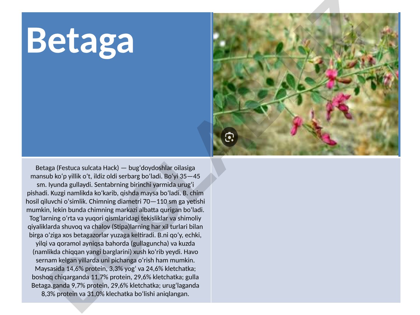 Betaga (Festuca sulcata Hack) o'simligining biologik xususiyatlari