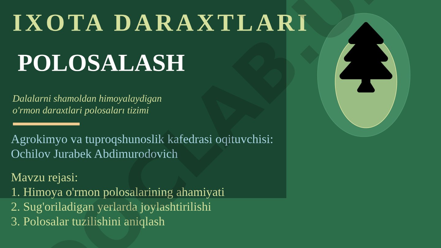 Ixota daraxtlari polosalash