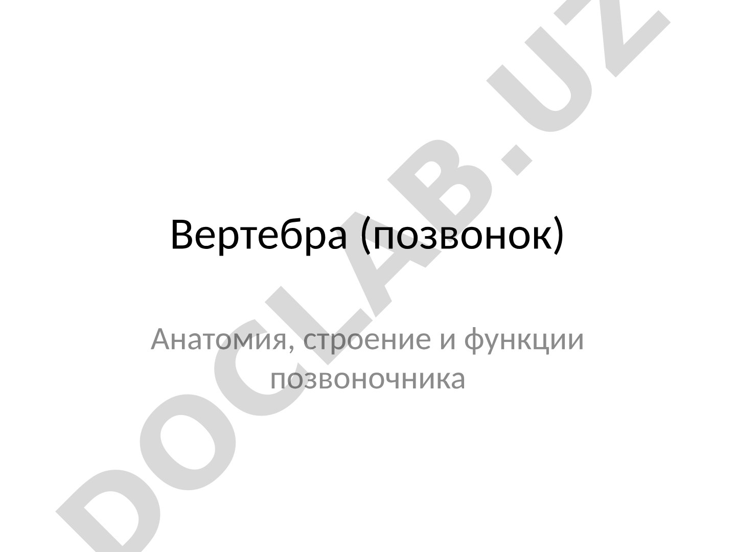 Вертебра (позвонок) Анатомия, строение и функции позвоночника