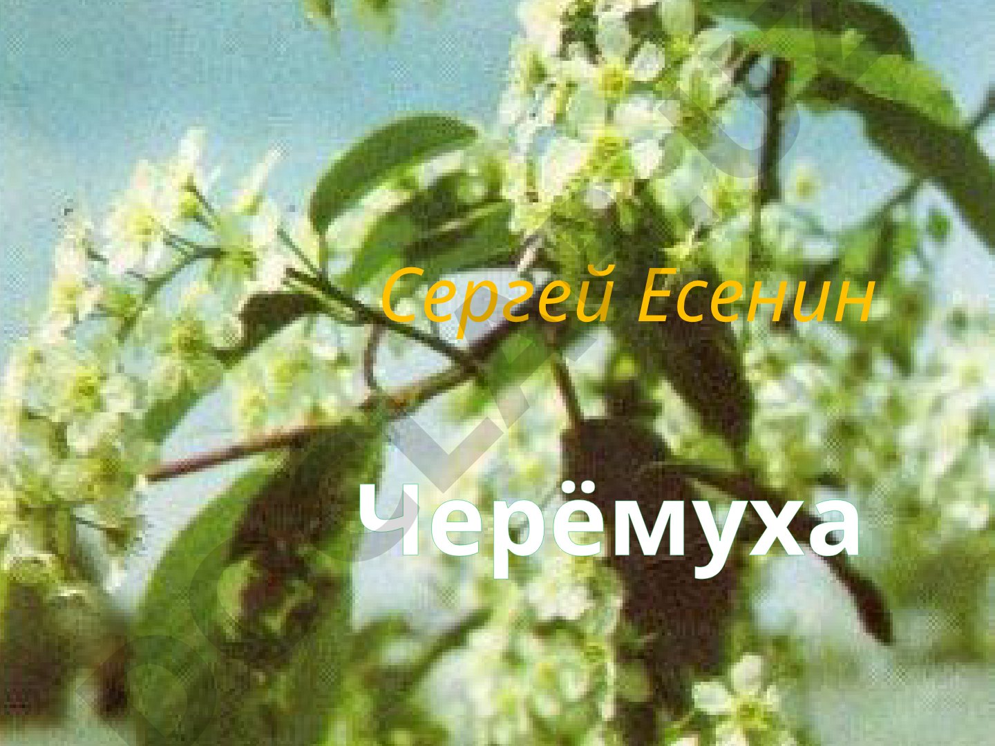 Сергей Есенин: Черемуха и жизнь поэта