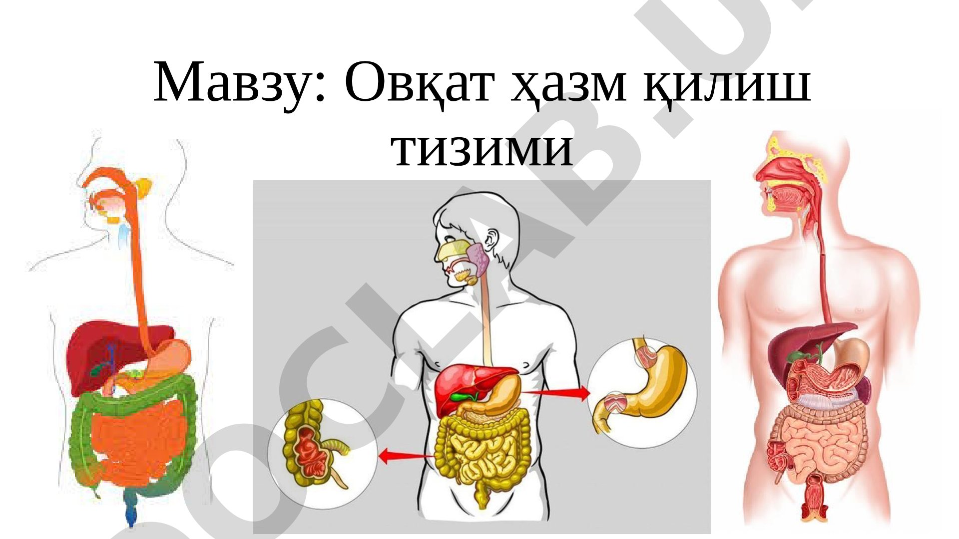 Овқат ҳазм қилиш тизими
