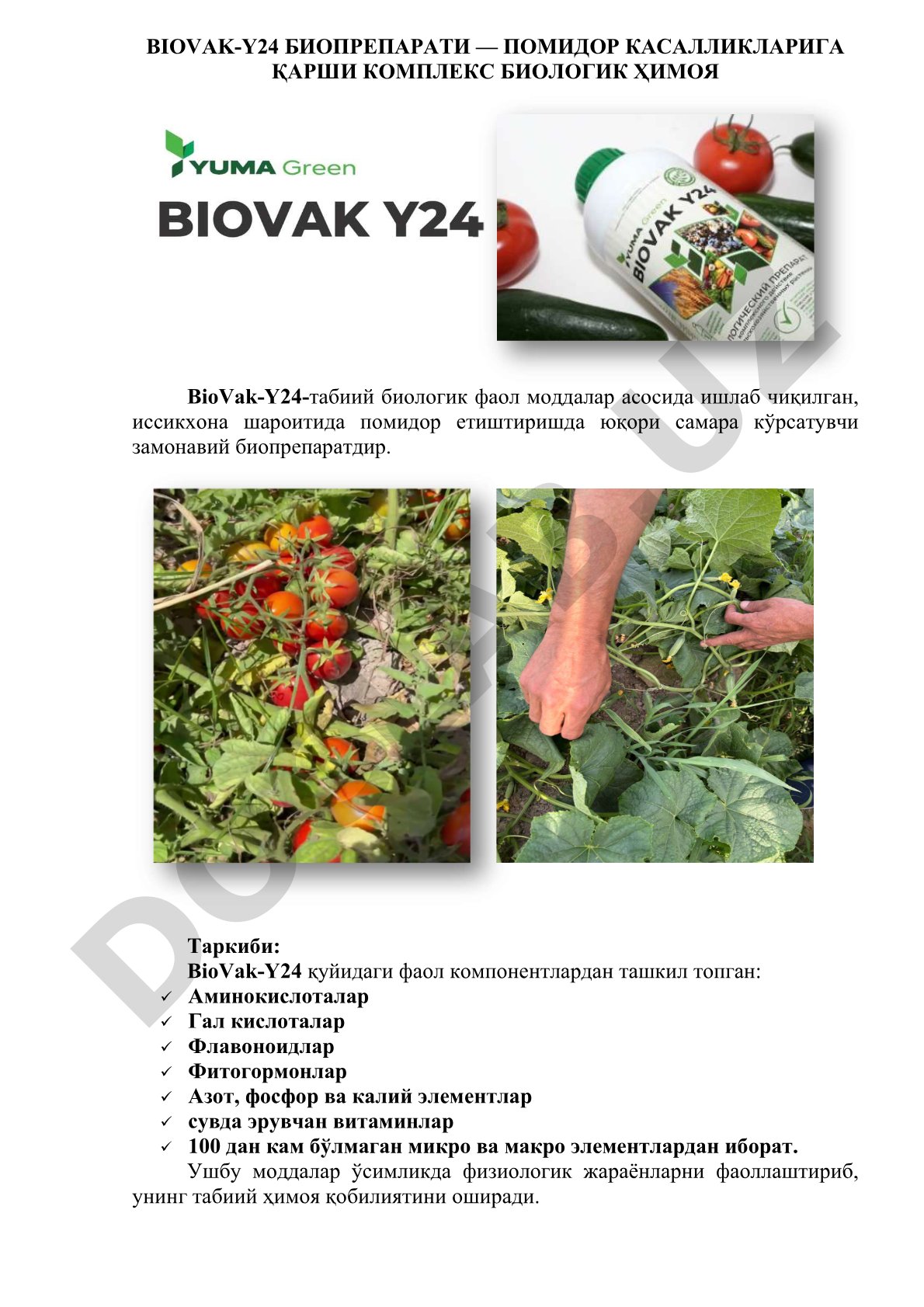 BioVak-Y24 биопрепарати — помидор касалликларига қарши комплекс биологик ҳимоя