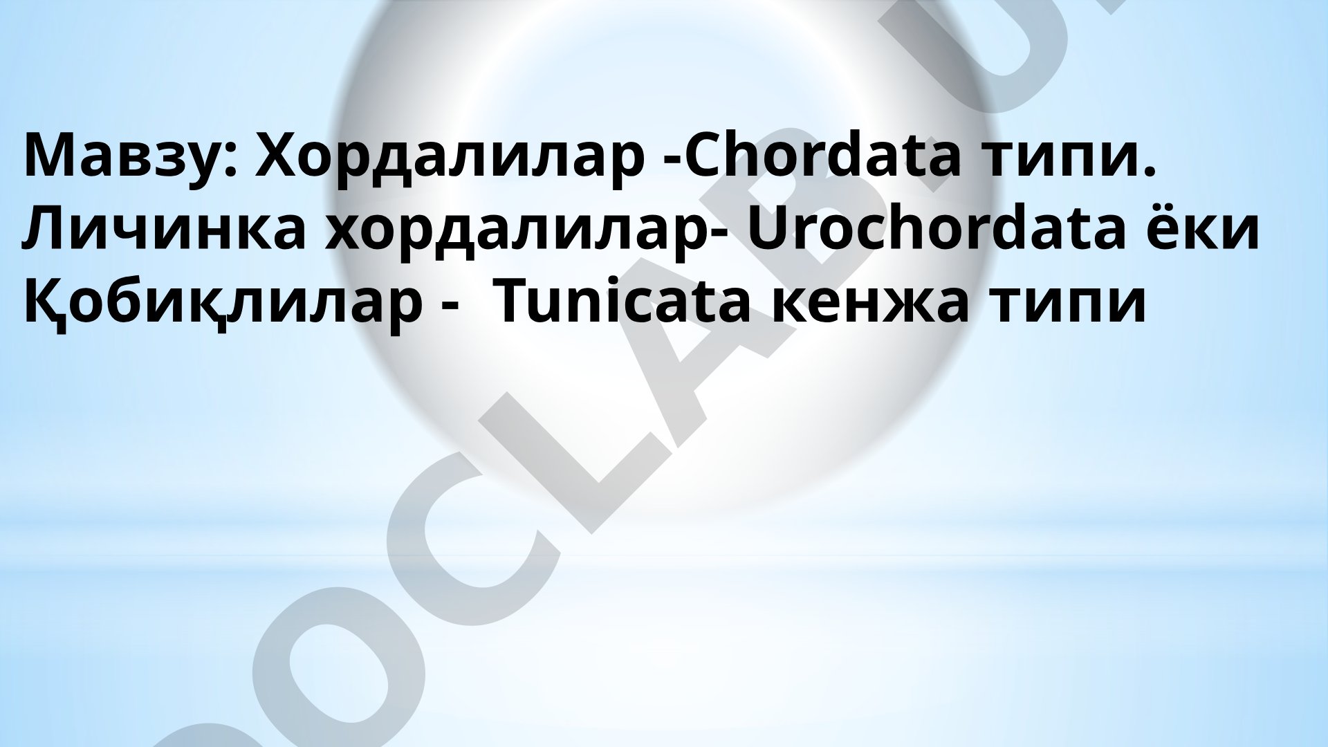 Хордалилар - Chordata типи. Личинка хордалилар - Urochordata ёки Қобиқлилар - Tunicata кенжа типи
