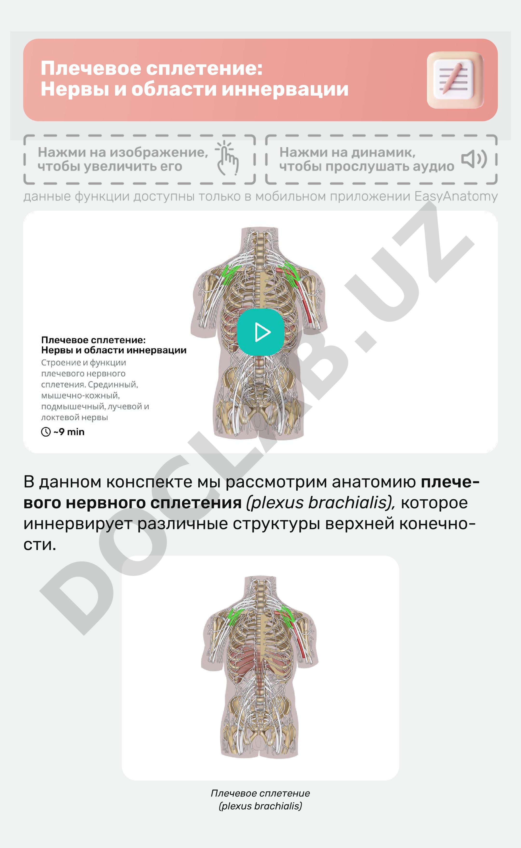 Плечевое сплетение: Нервы и области иннервации