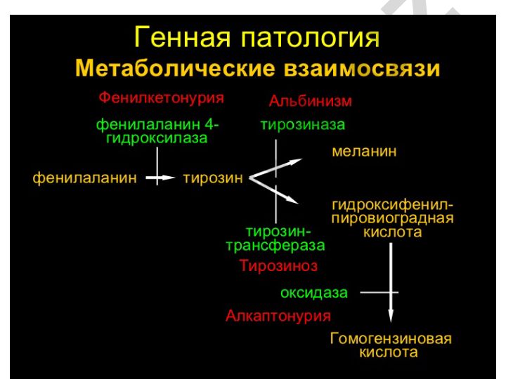 Моногенные болезни: Фенилкетонурия