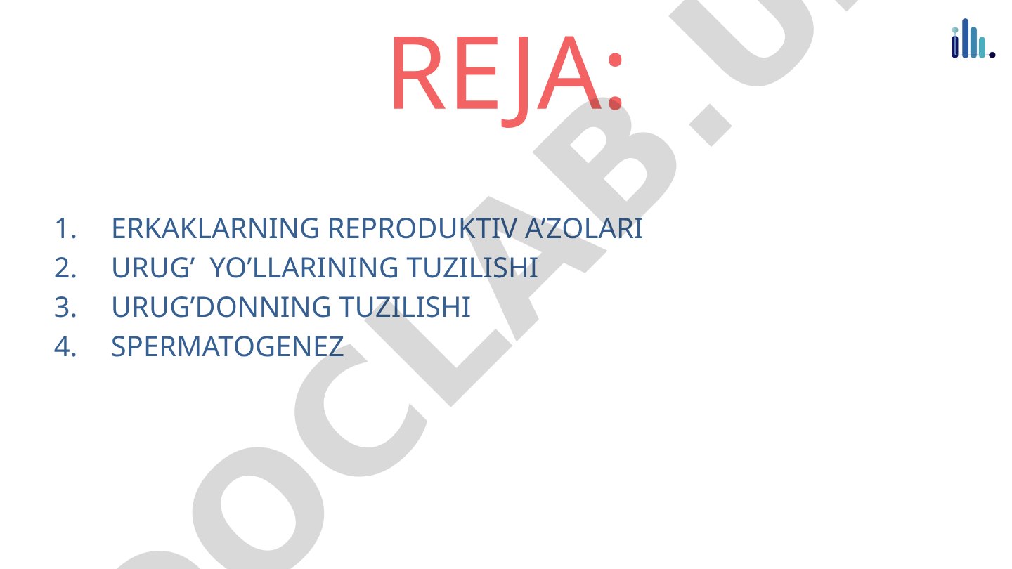 Erkaklar reproduktiv a'zolari va spermatogenez