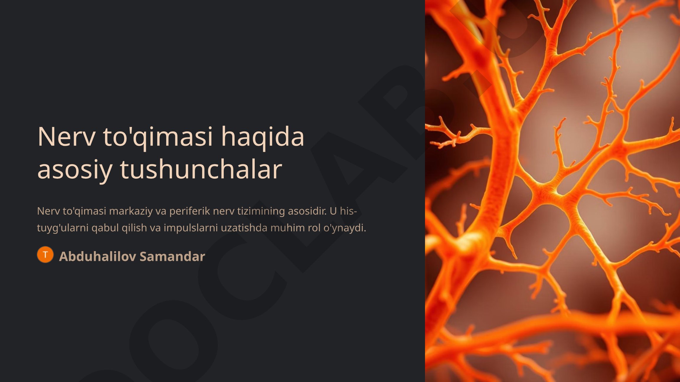 Nerv to'qimasi haqida asosiy tushunchalar