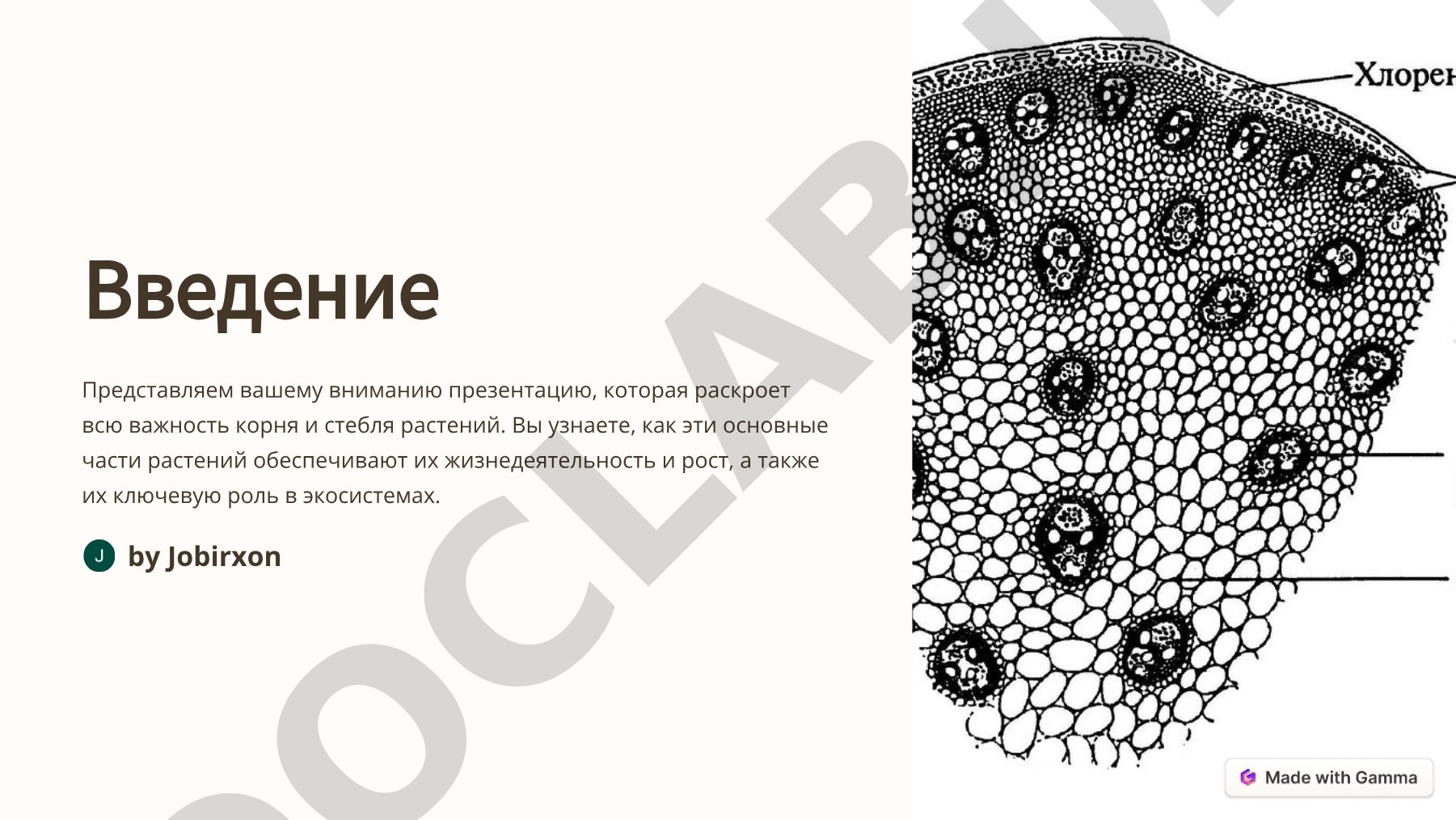 Важность корня и стебля растений