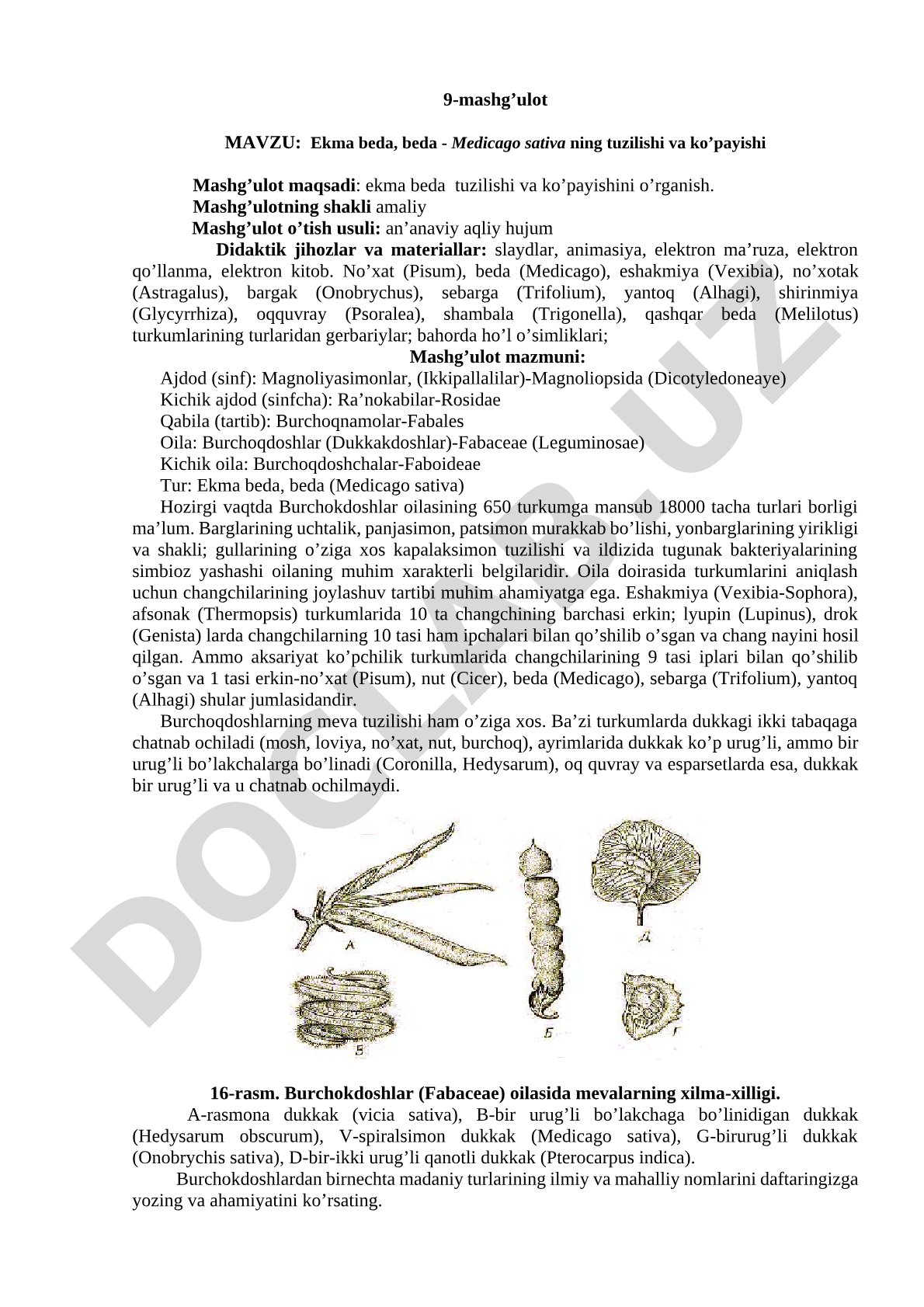 Ekma beda, beda - Medicago sativa ning tuzilishi va ko'payishi