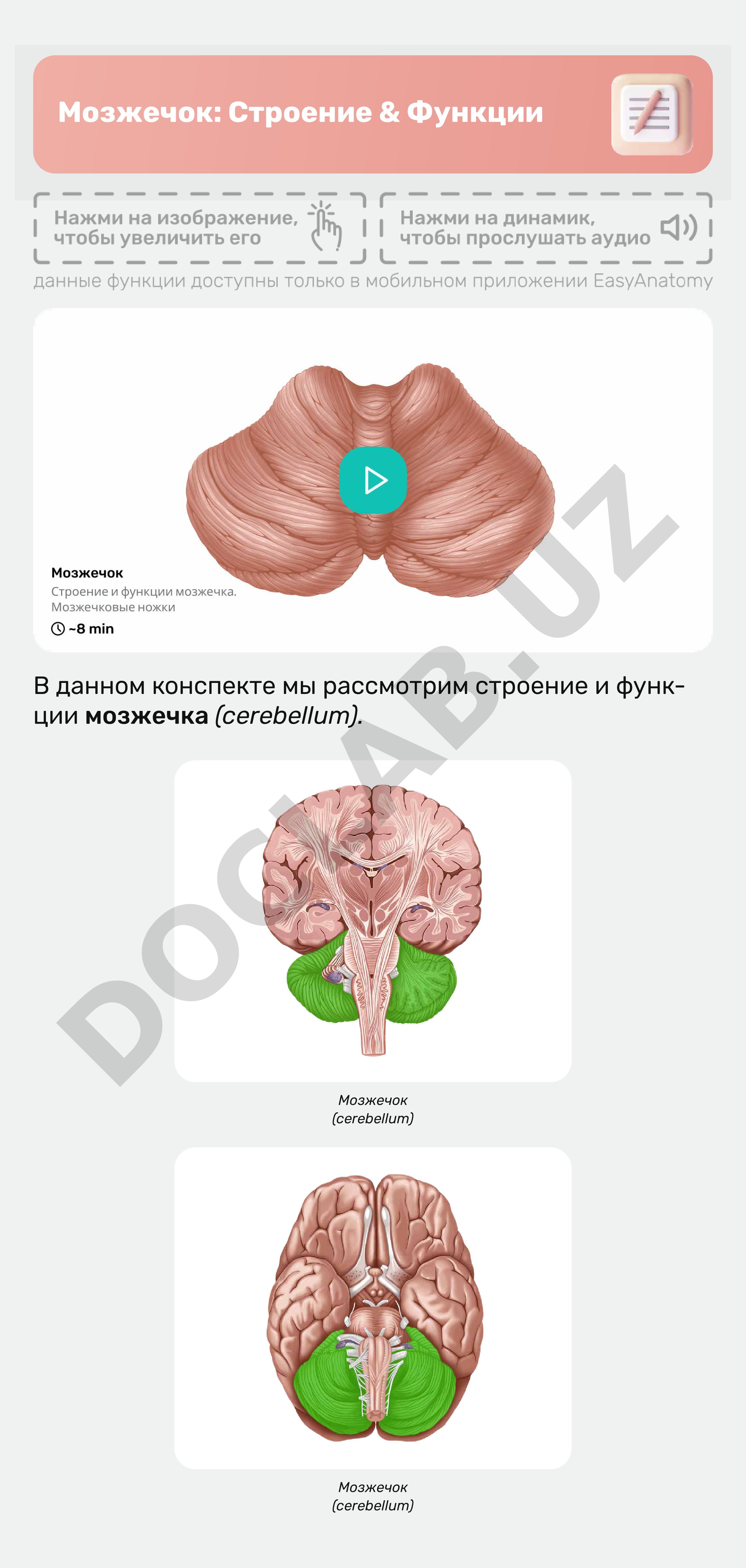 Мозжечок: Строение & Функции