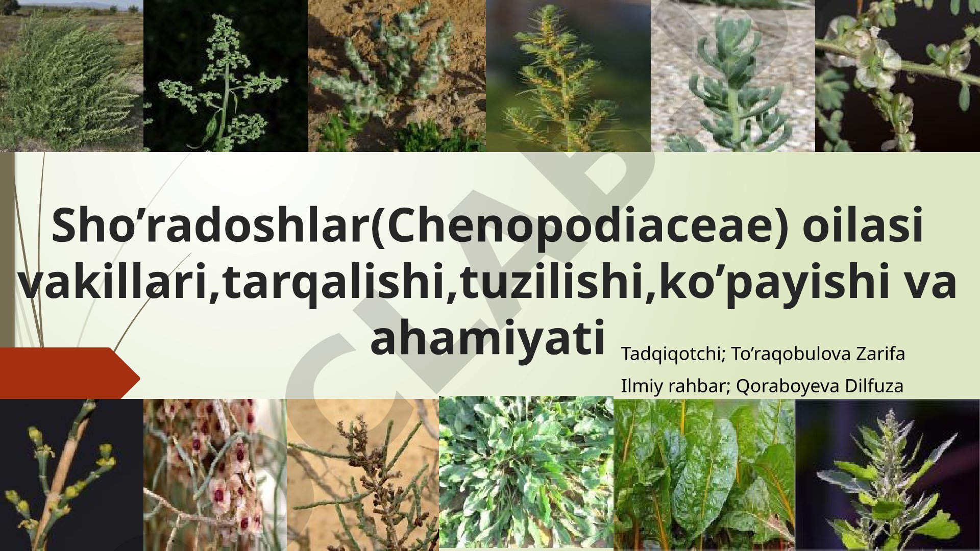 Sho’radoshlar(Chenopodiaceae) oilasi vakillari,tarqalishi,tuzilishi,ko’payishi va ahamiyati