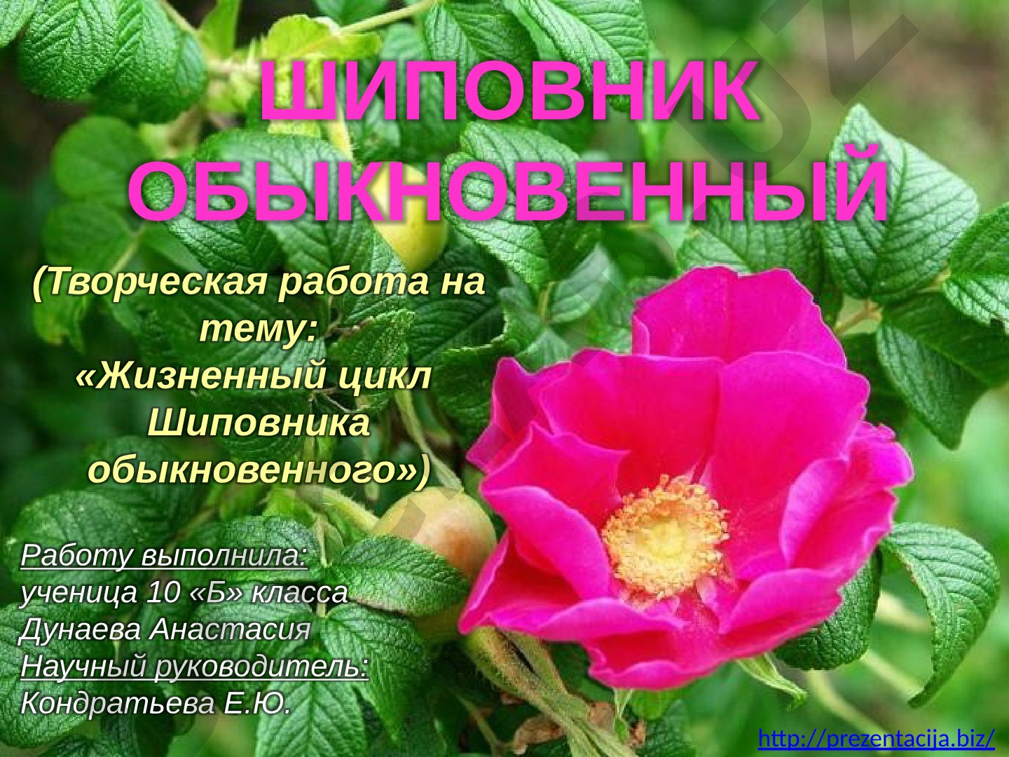 Жизненный цикл Шиповника обыкновенного
