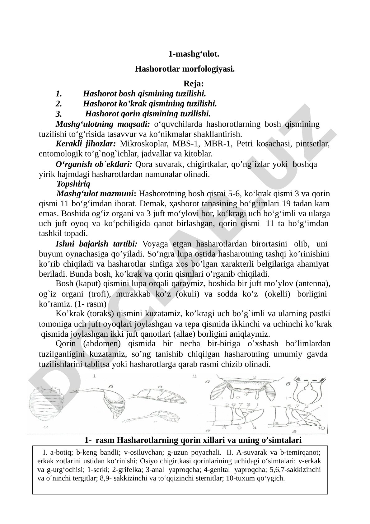 Hashorotlar morfologiyasi