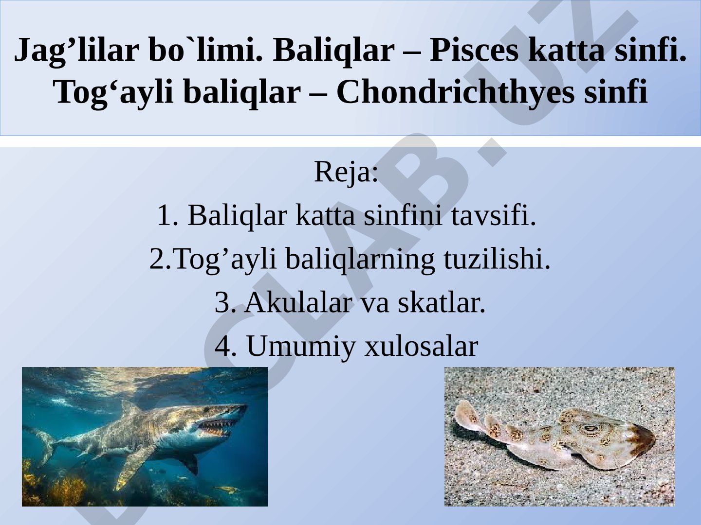 Jag'lilar bo'limi: Baliqlar katta sinfi va tog'ayli baliqlar