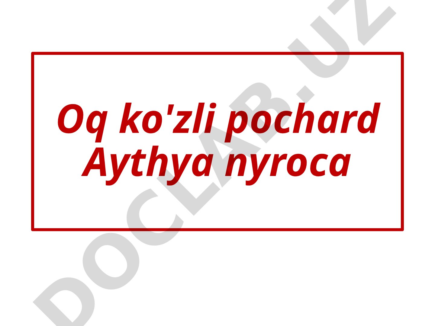 Oq ko'zli pochard Aythya nyroca