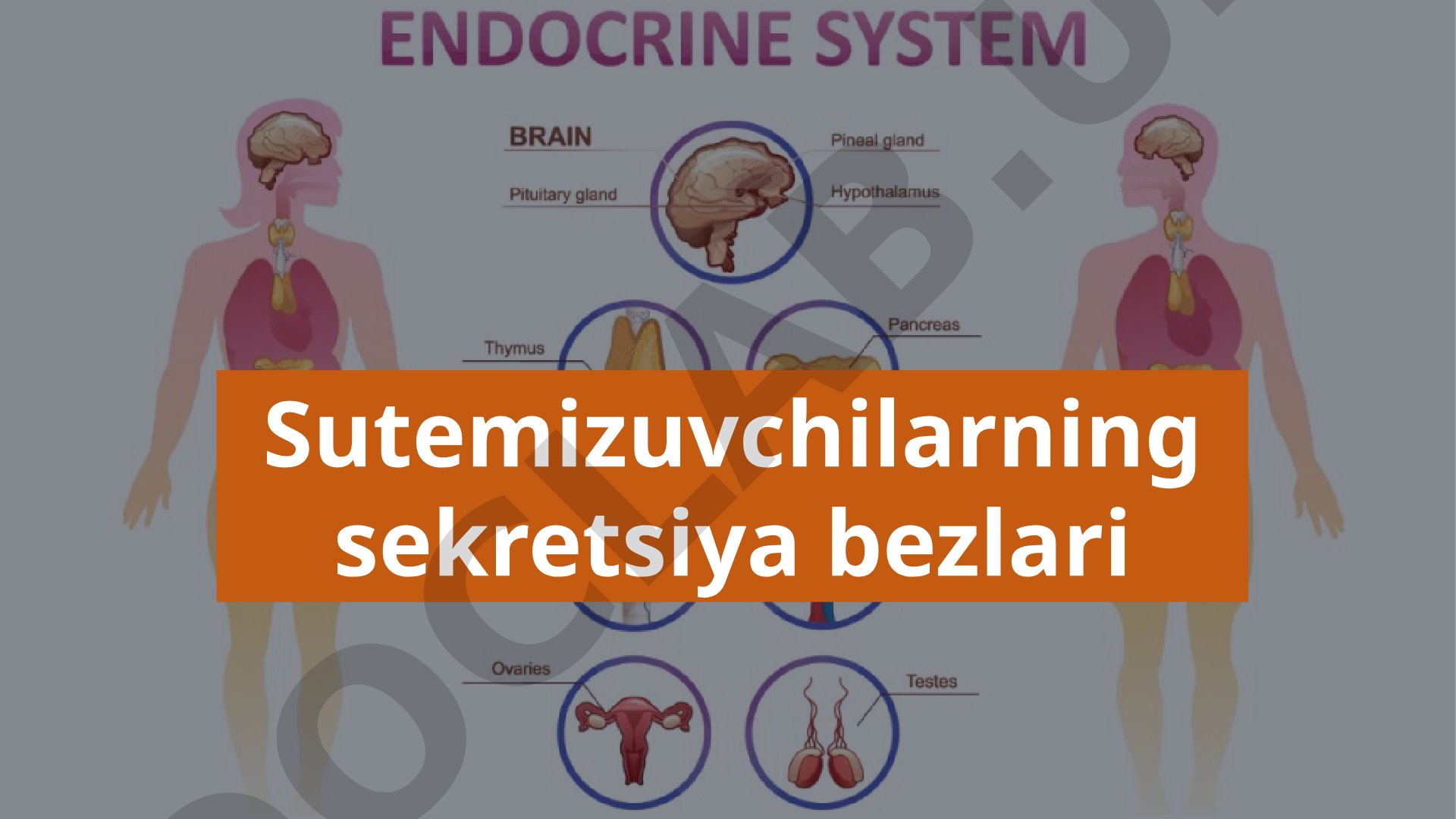 Sutemizuvchilarning ichki sekretsiya bezlari