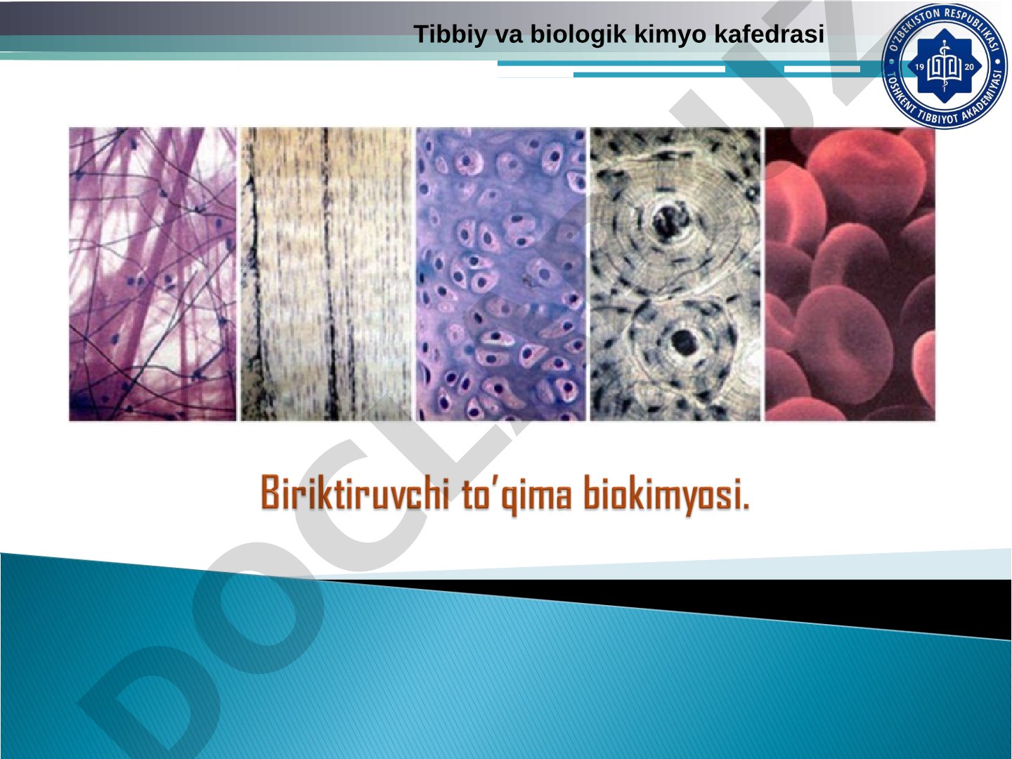 Kollagen va elastin oqsillari: tuzilishi, sintezi va biriktiruvchi to'qima