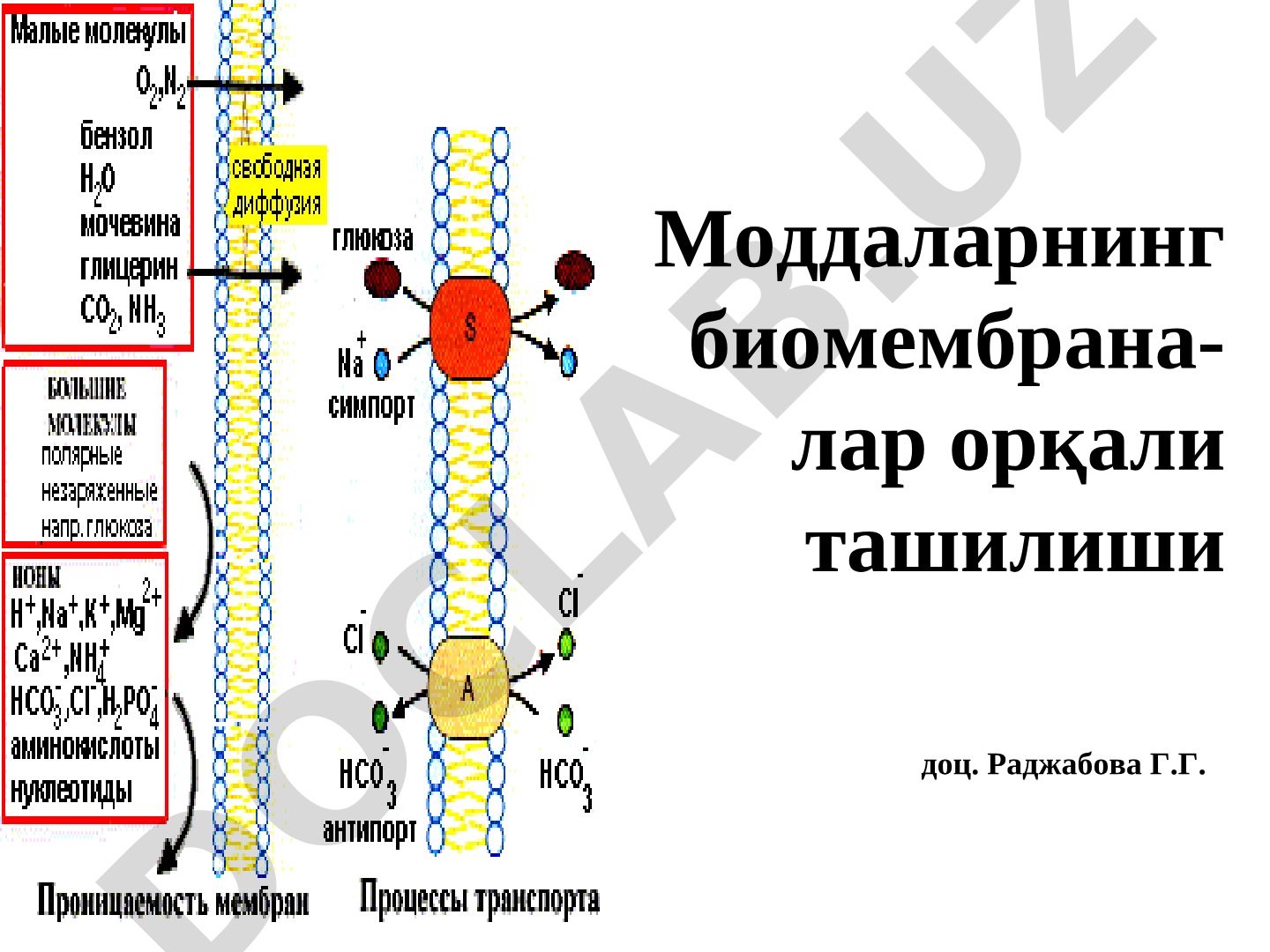 Моддаларнинг биомембраналар орқали ташилиши
