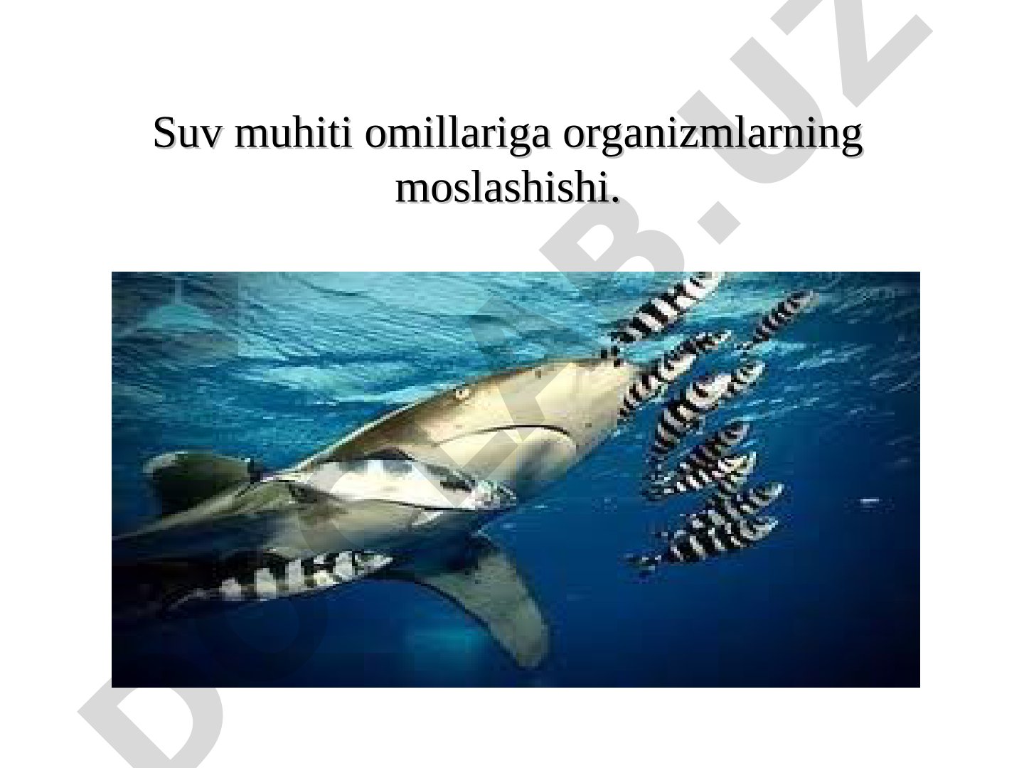 Suv muhiti omillariga organizmlarning moslashishi