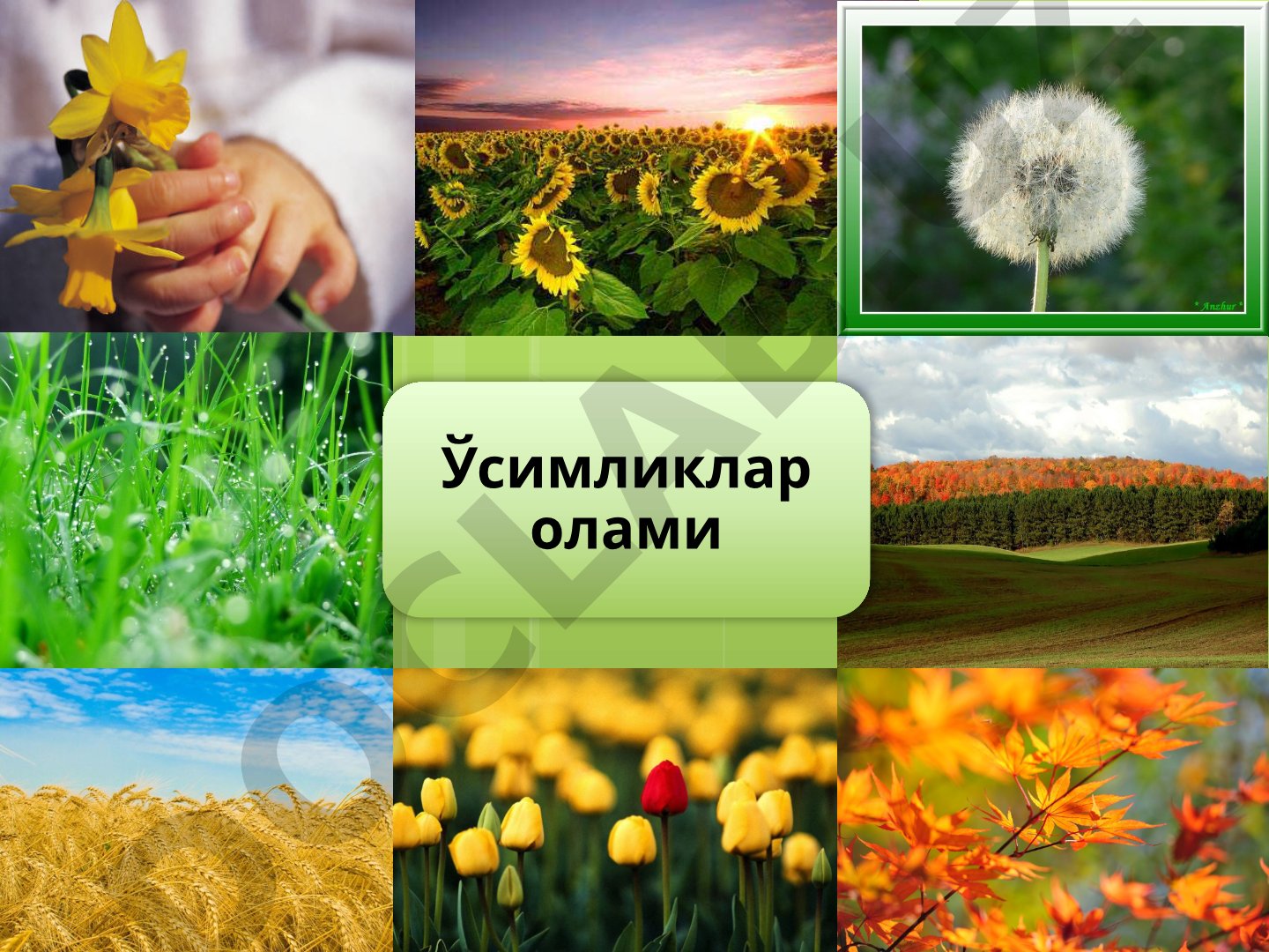 Ўсимликлар карталарини лойиҳалаш ва тузиш