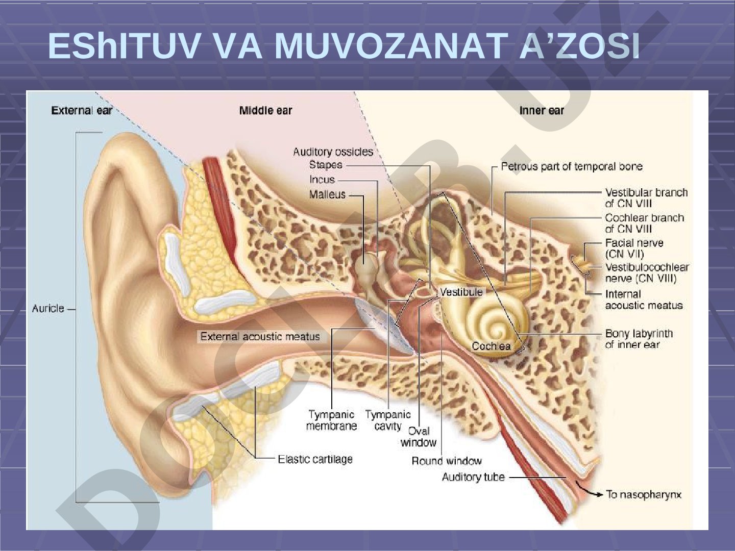 EShITUV VA MUVOZANAT A'ZOSI TURLI QISMLARI TUZILISHI