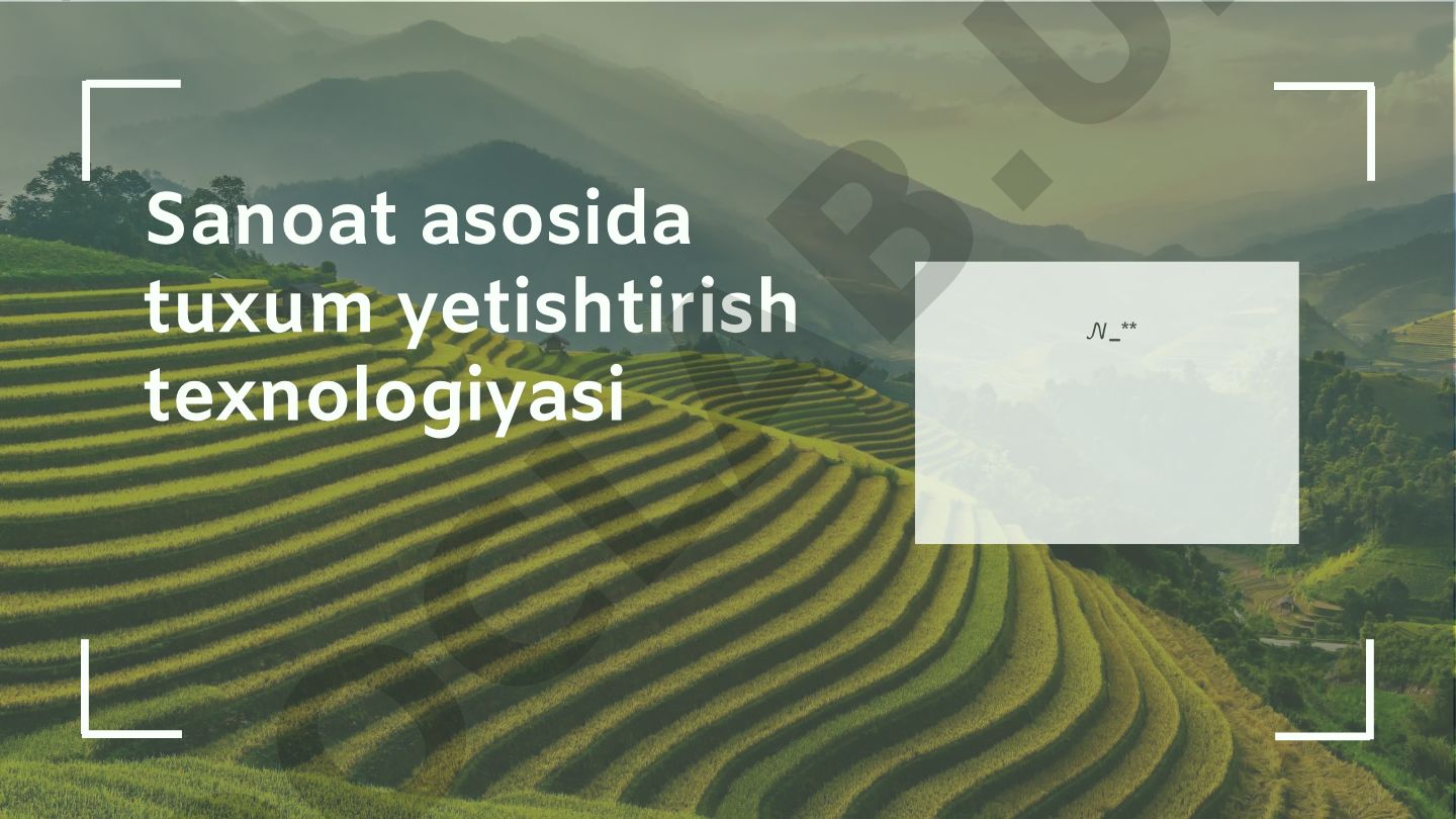 Sanoat asosida tuxum yetishtirish texnologiyasi