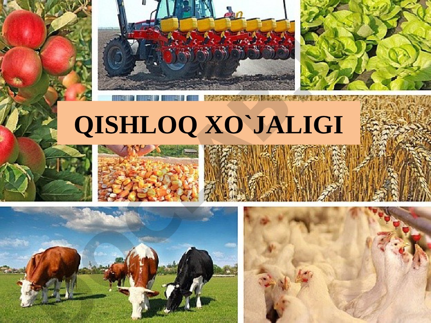 QISHLOQ XO`JALIGI