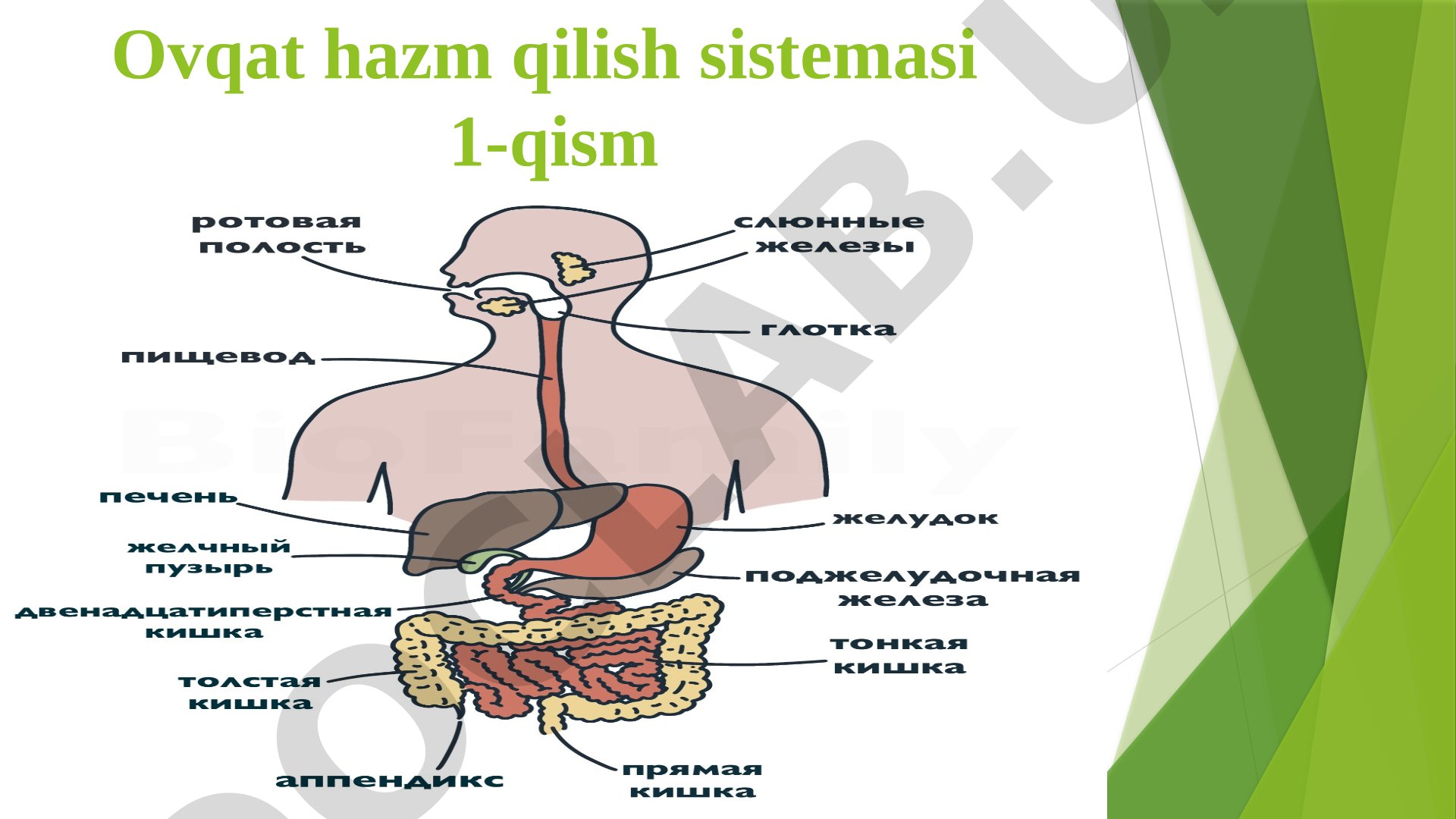 Ovqat hazm qilish sistemasi 1-qism