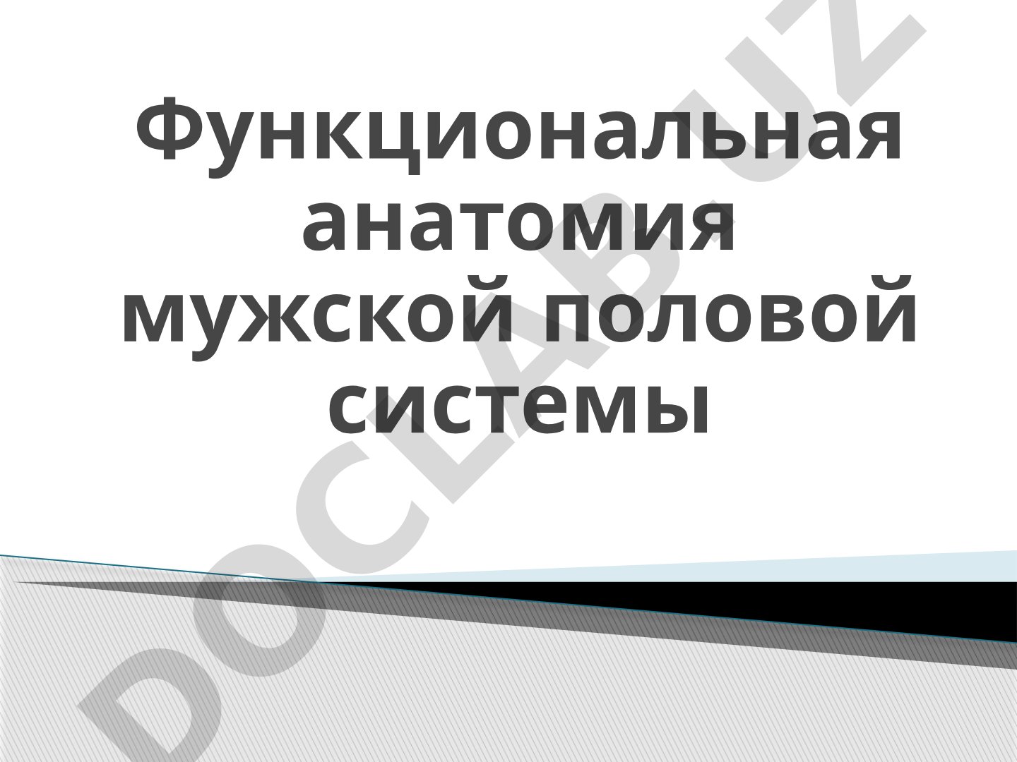 Функциональная анатомия мужской половой системы