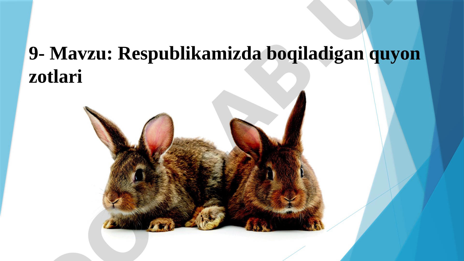 Respublikamizda boqiladigan quyon zotlari