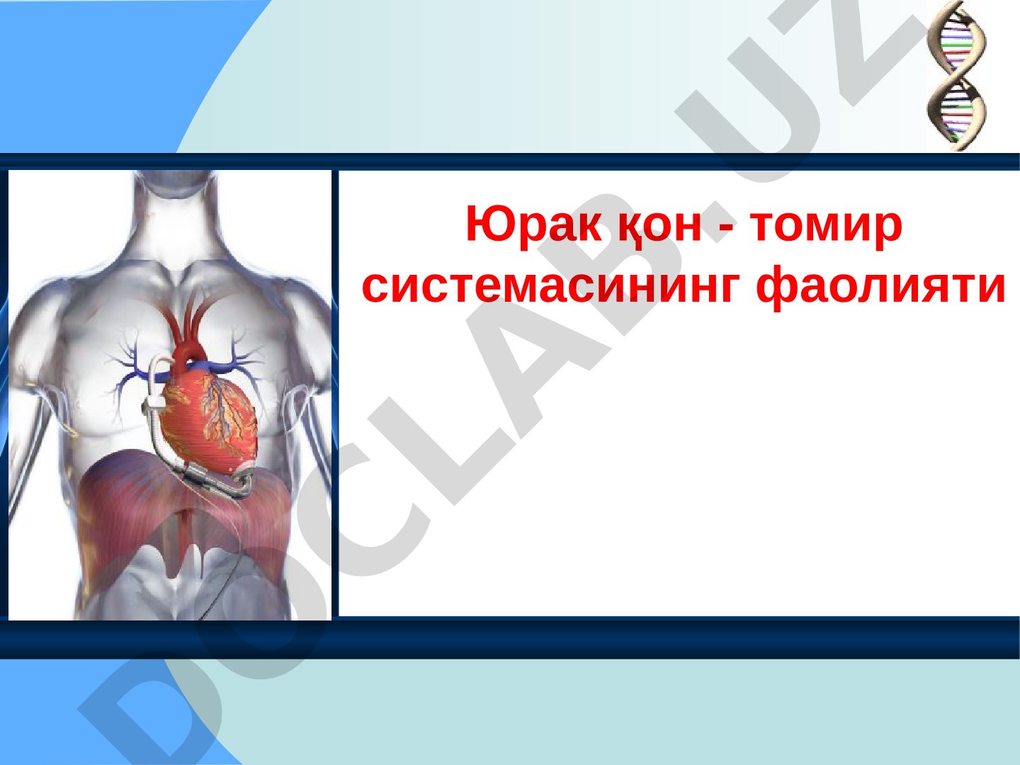 Юрак қон-томир системасининг фаолияти