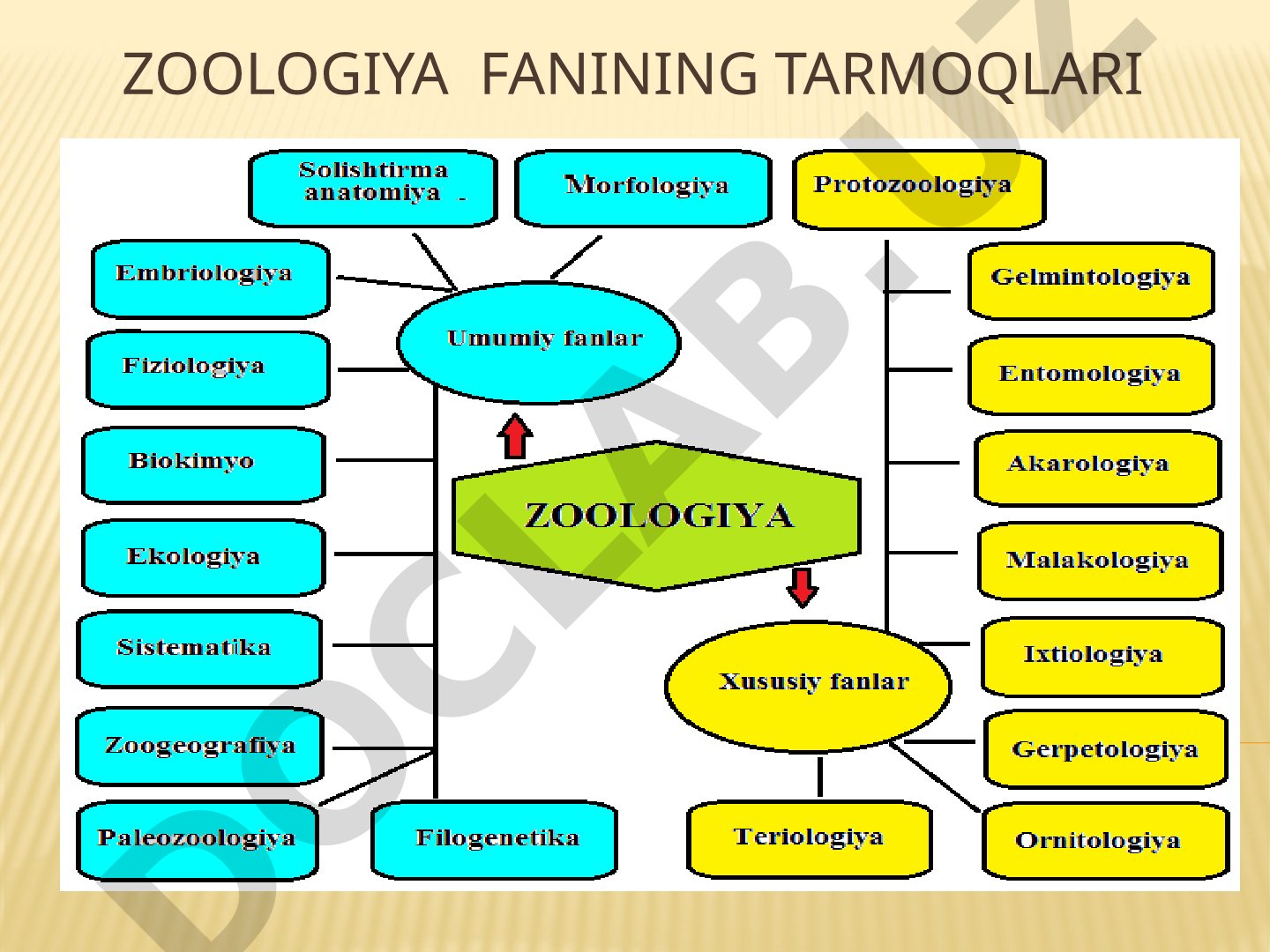 Zoologiya fanining tarmoqlari va tarixi
