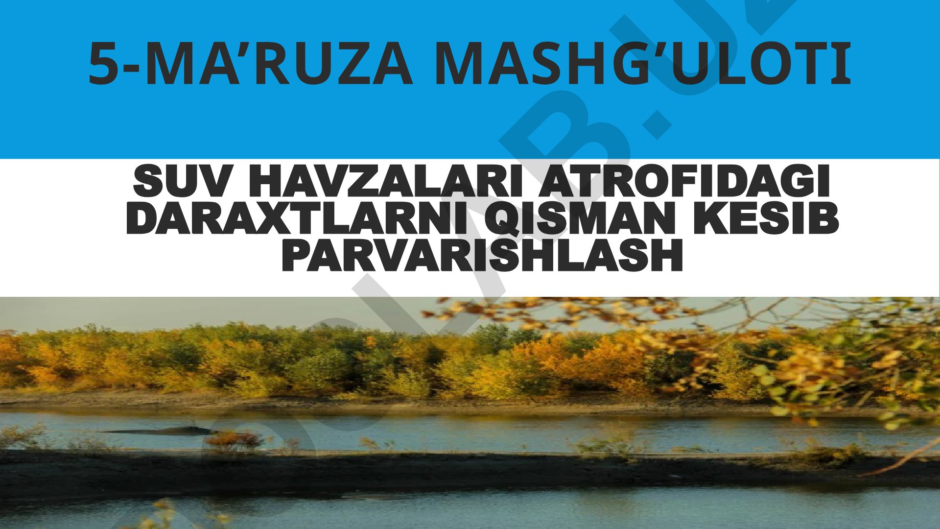 Suv havzalari atrofidagi daraxtlarni qisman kesib parvarishlash