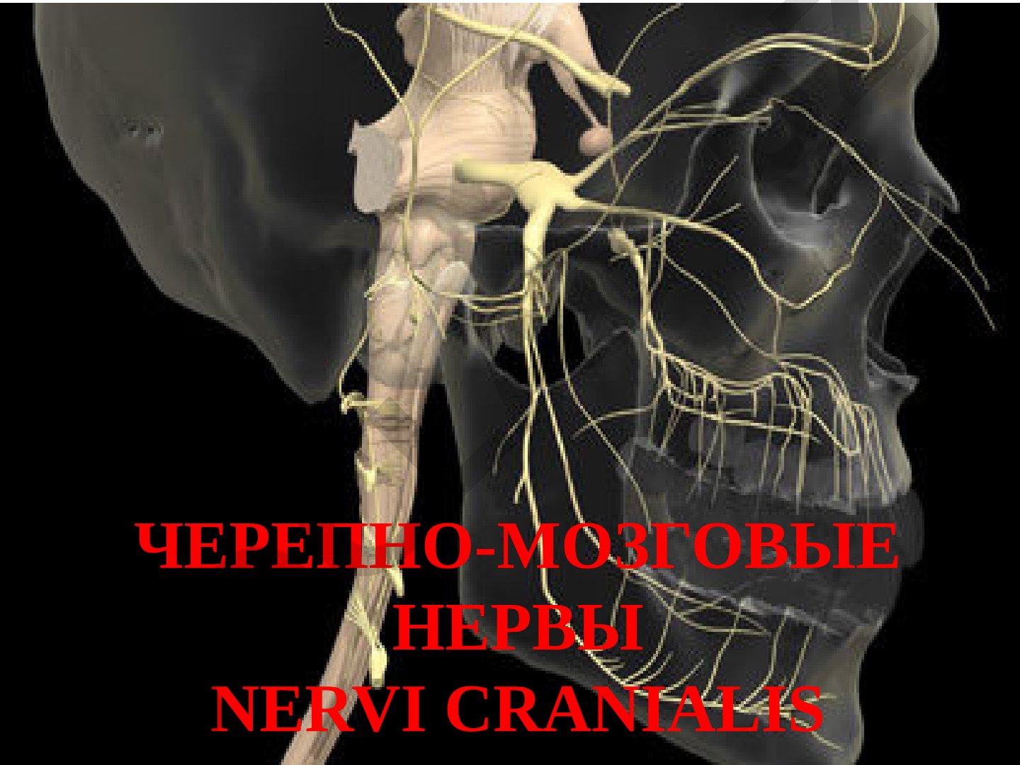 Черепно-мозговые нервы: классификация и характеристика