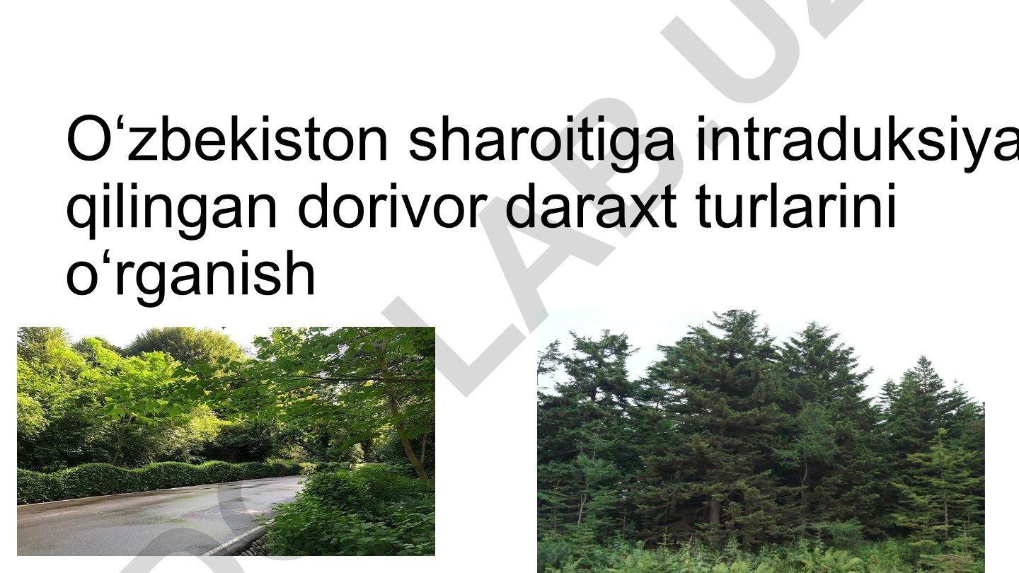 Oʻzbekiston sharoitiga intraduksiya qilingan dorivor daraxt turlarini oʻrganish