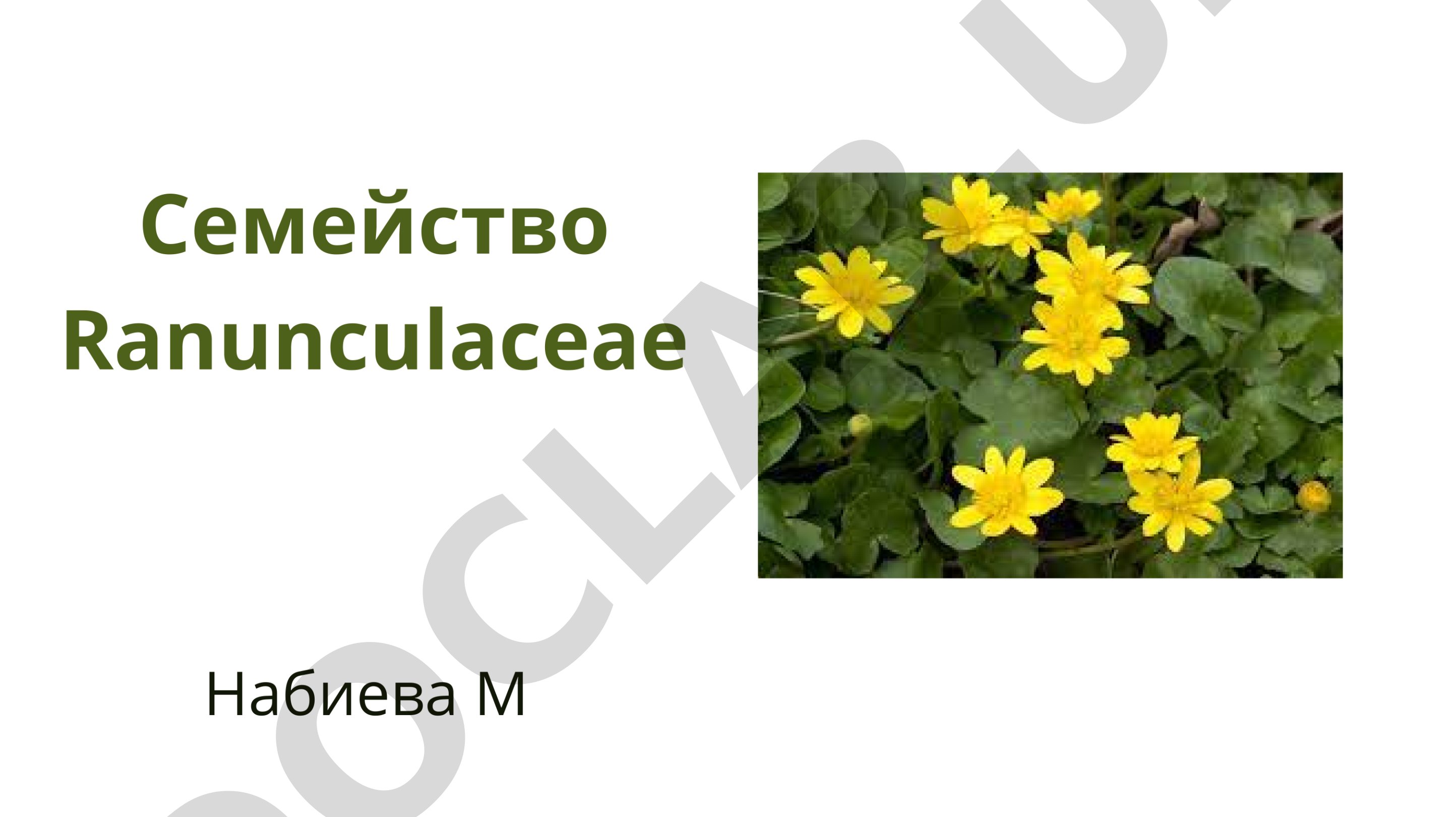 Семейство Ranunculaceae: характеристика и представители