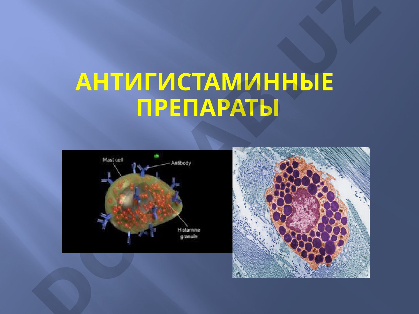 Лекция о гистамине, его синтезе, действии и антигистаминных препаратах