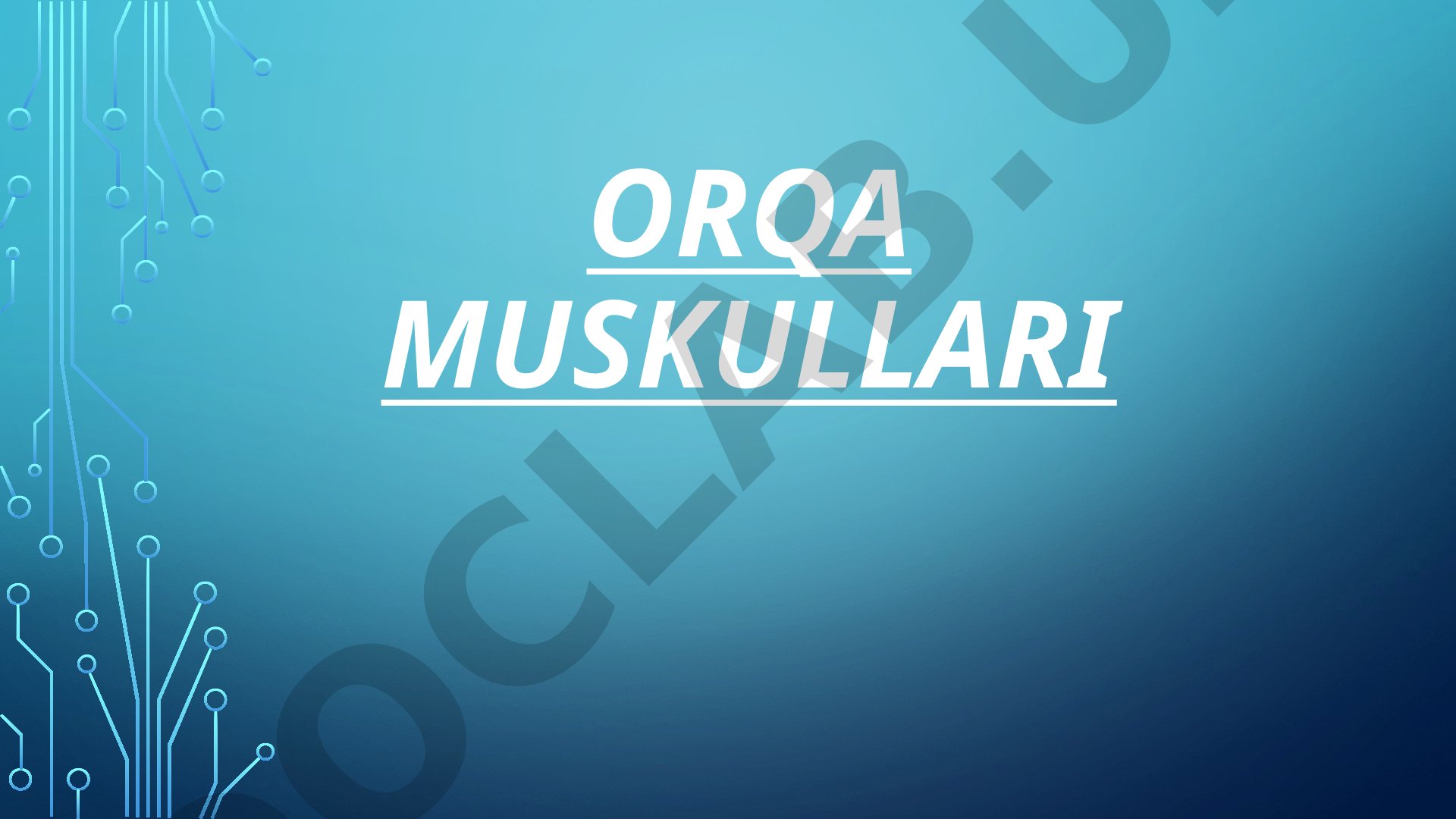 Orqa muskullari