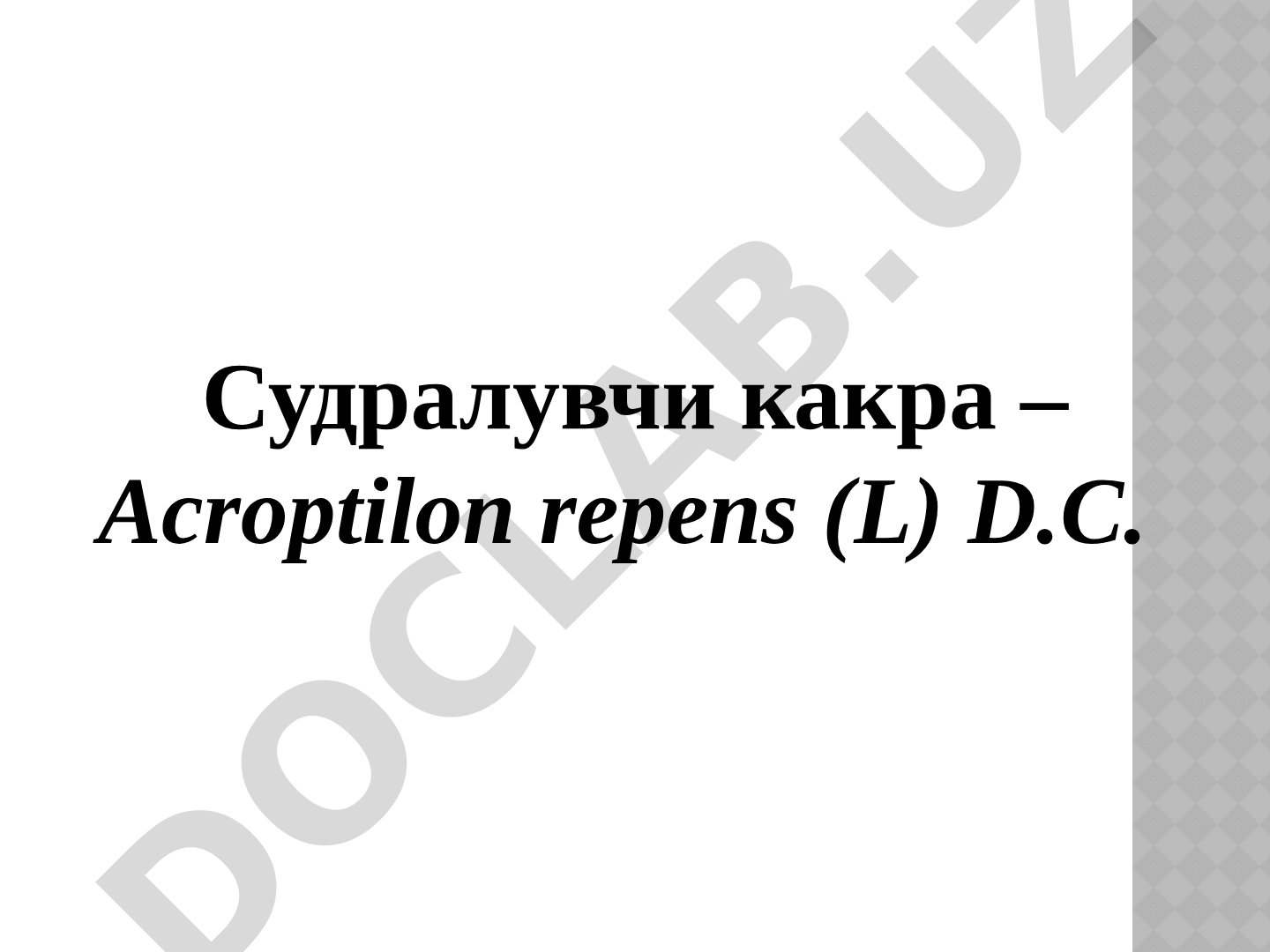 Судралувчи какра – Акроптилон репенс