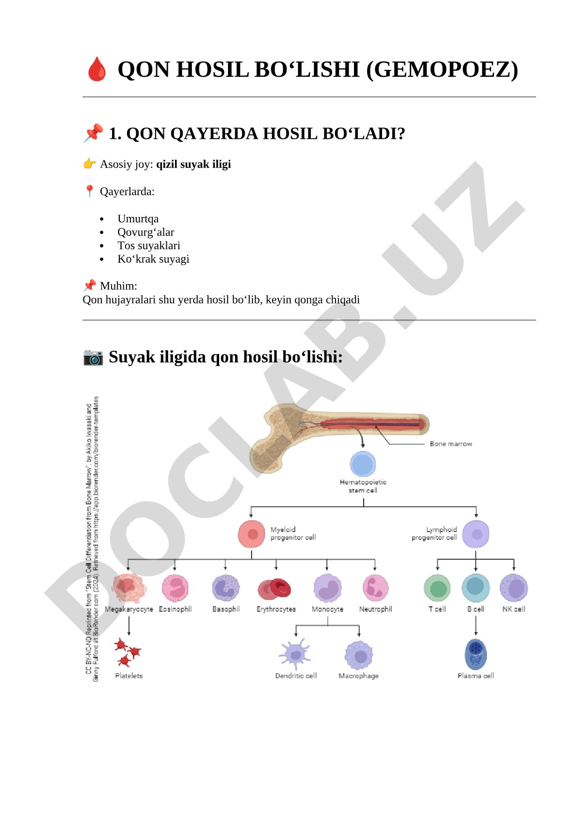 Qon hosil bo‘lishi (gemopoez)