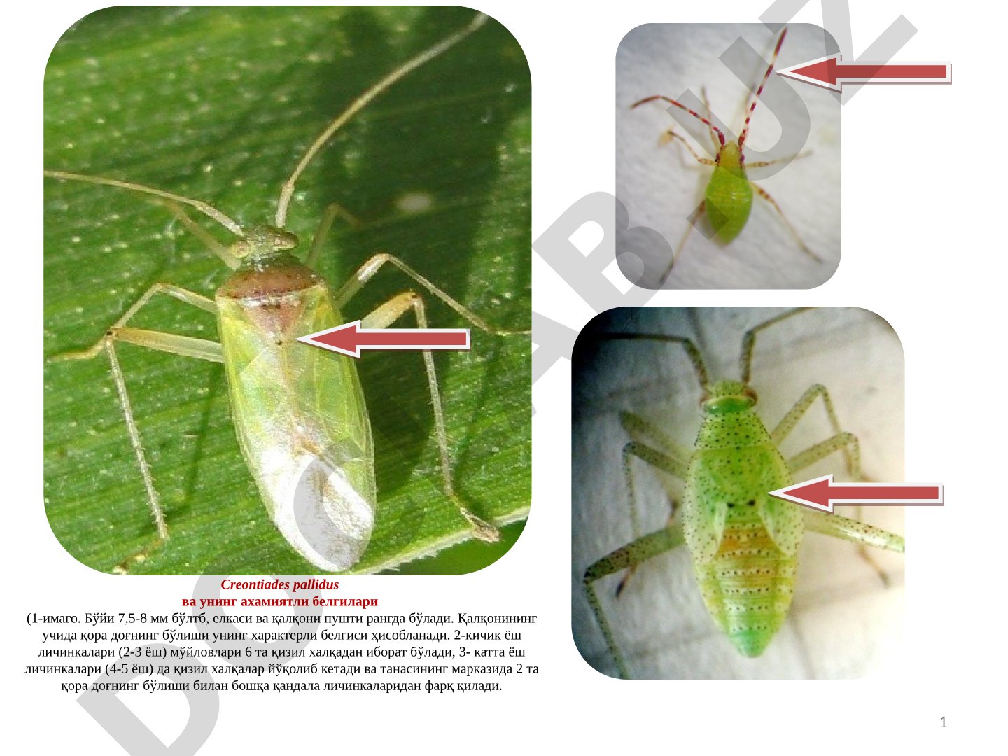 Creontiades pallidus ва унинг ахамиятли белгилари