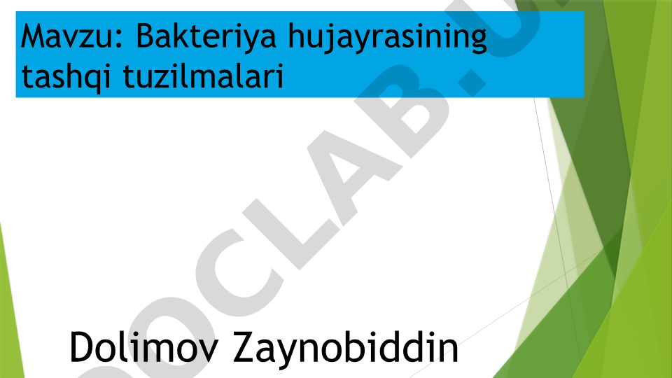 Bakteriya hujayrasining tashqi tuzilmalari