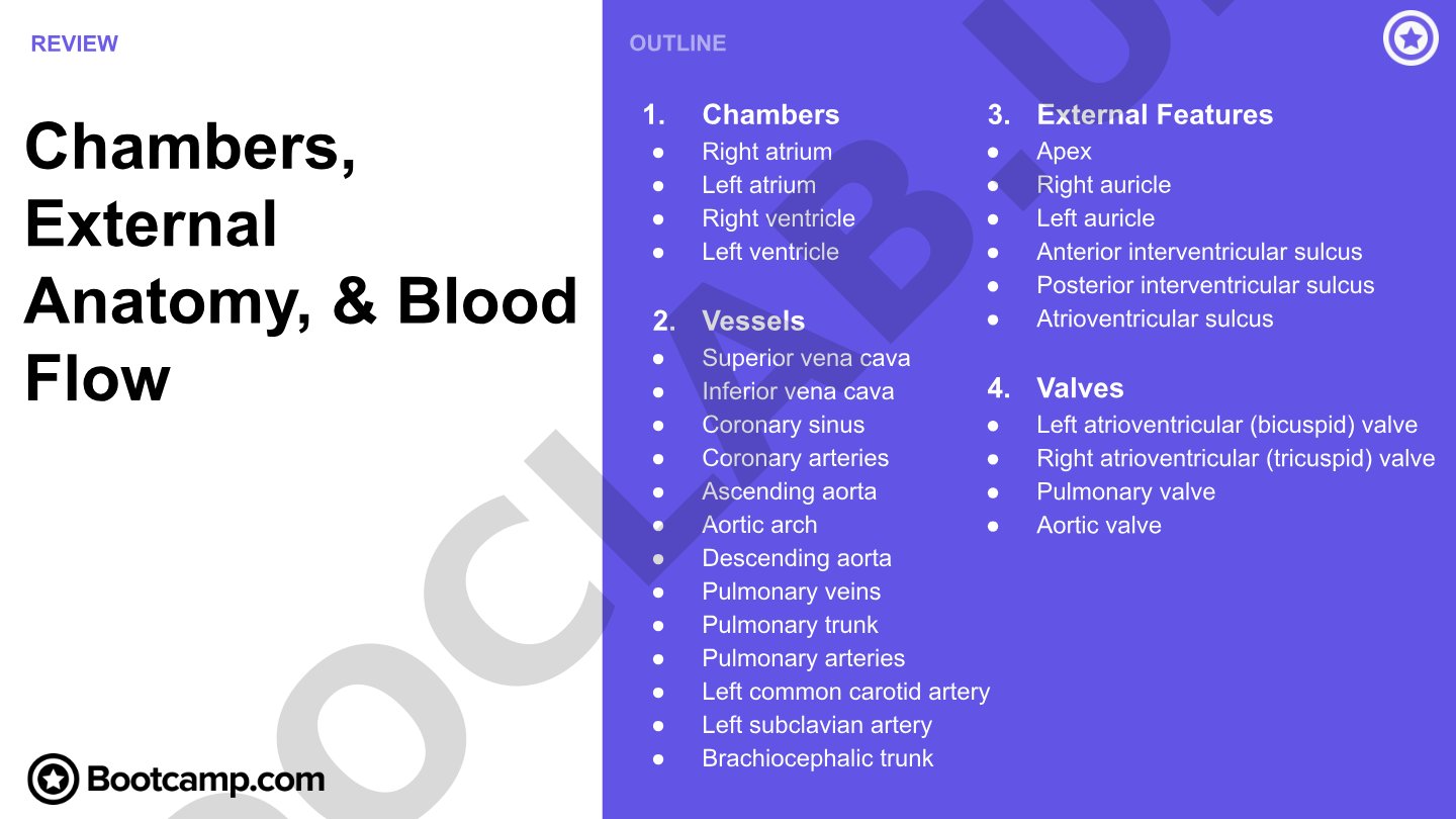 Heart Anatomy: Chambers, Valves, Vessels, and Blood Flow