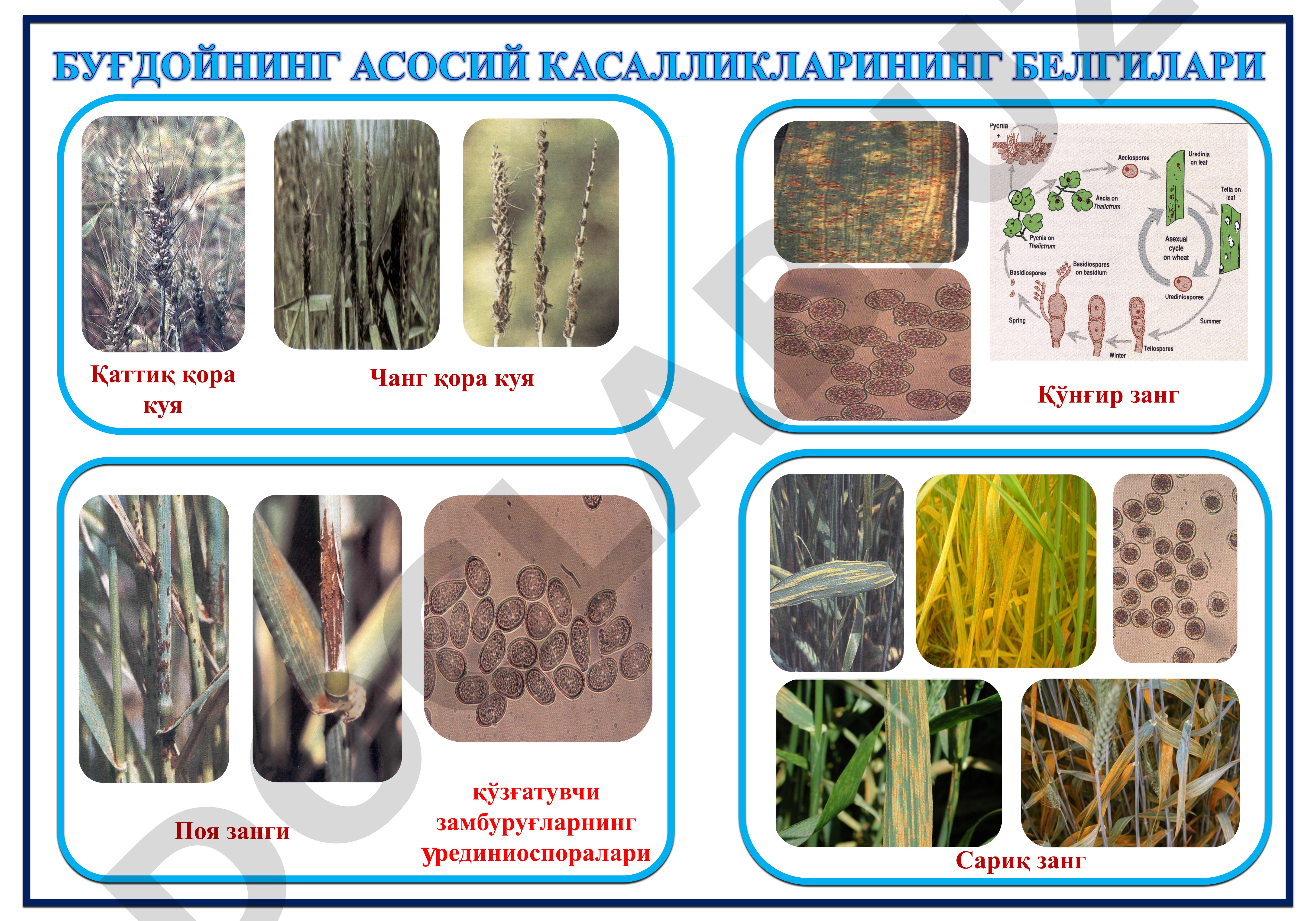 Қишлоқ хўжалиги ўсимликларининг замбуруғ ва бактерия касалликлари